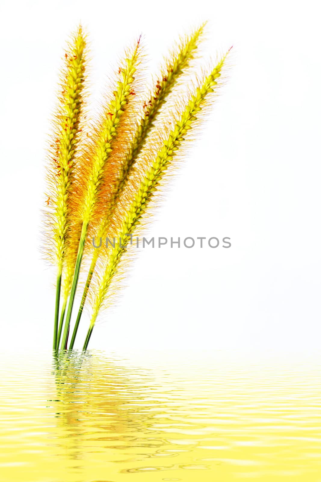 grass isolated on white background 