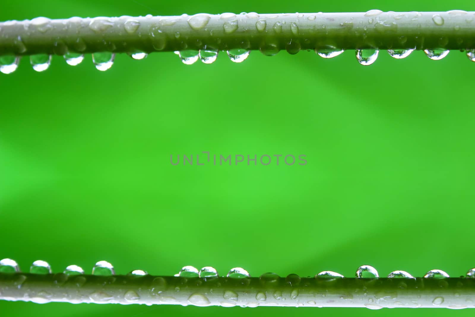 branch with dew drops close up 