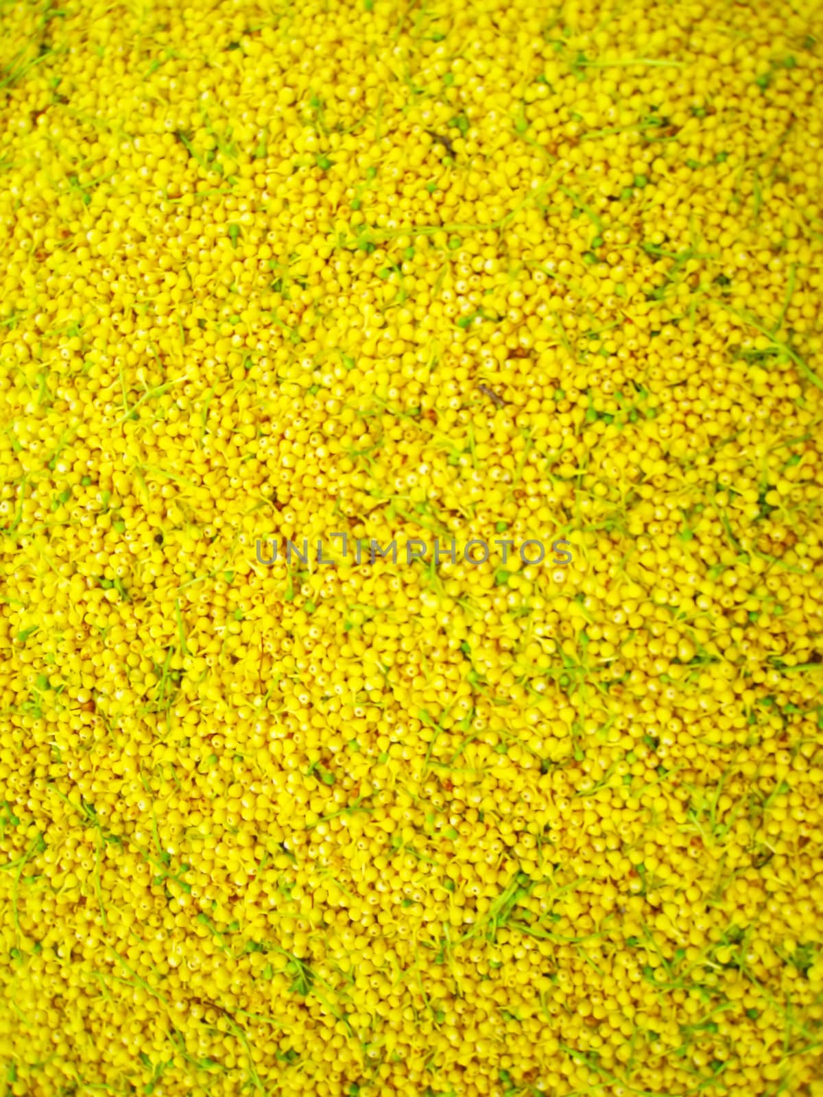 background yellow flowers