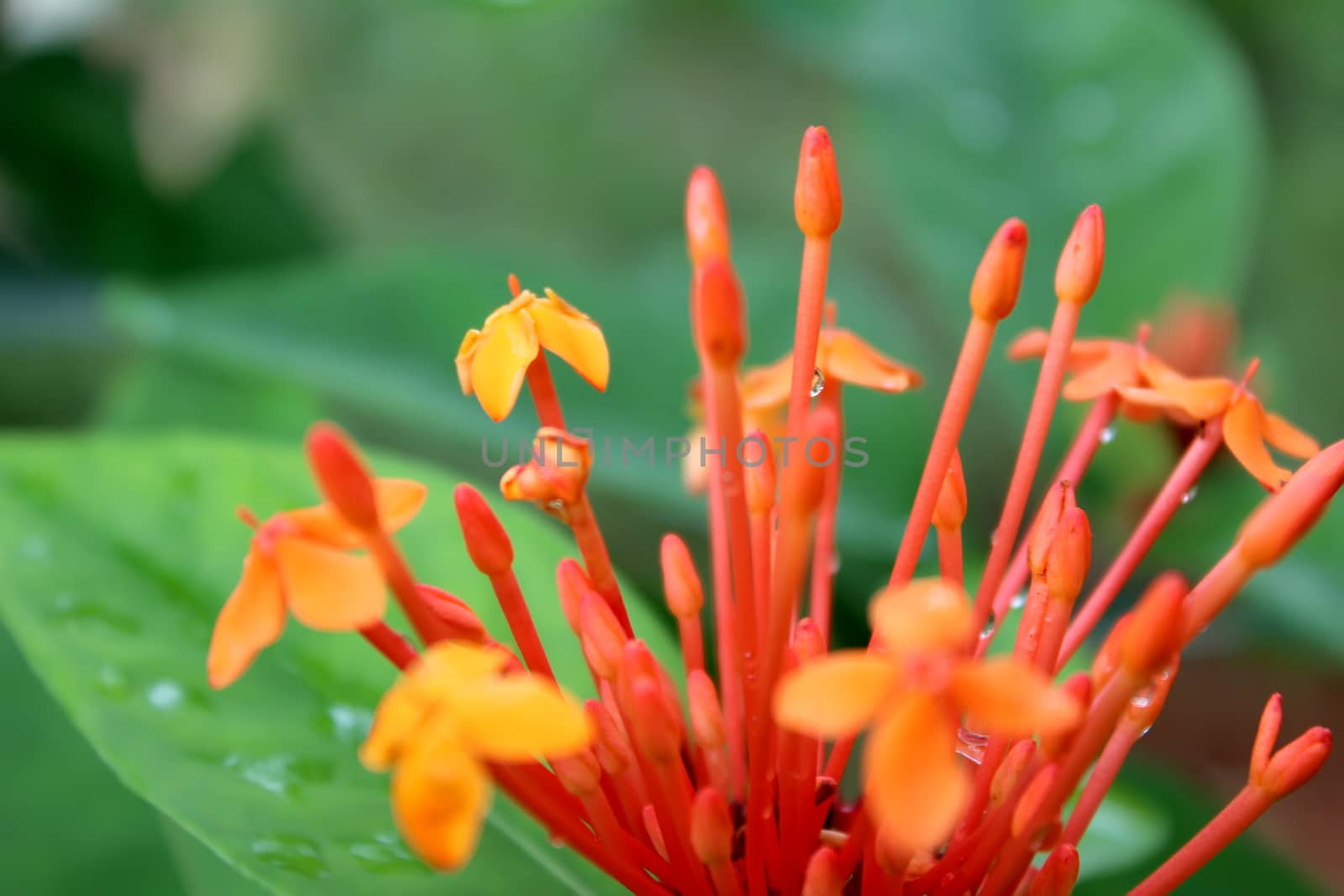 Beautiful orange flower