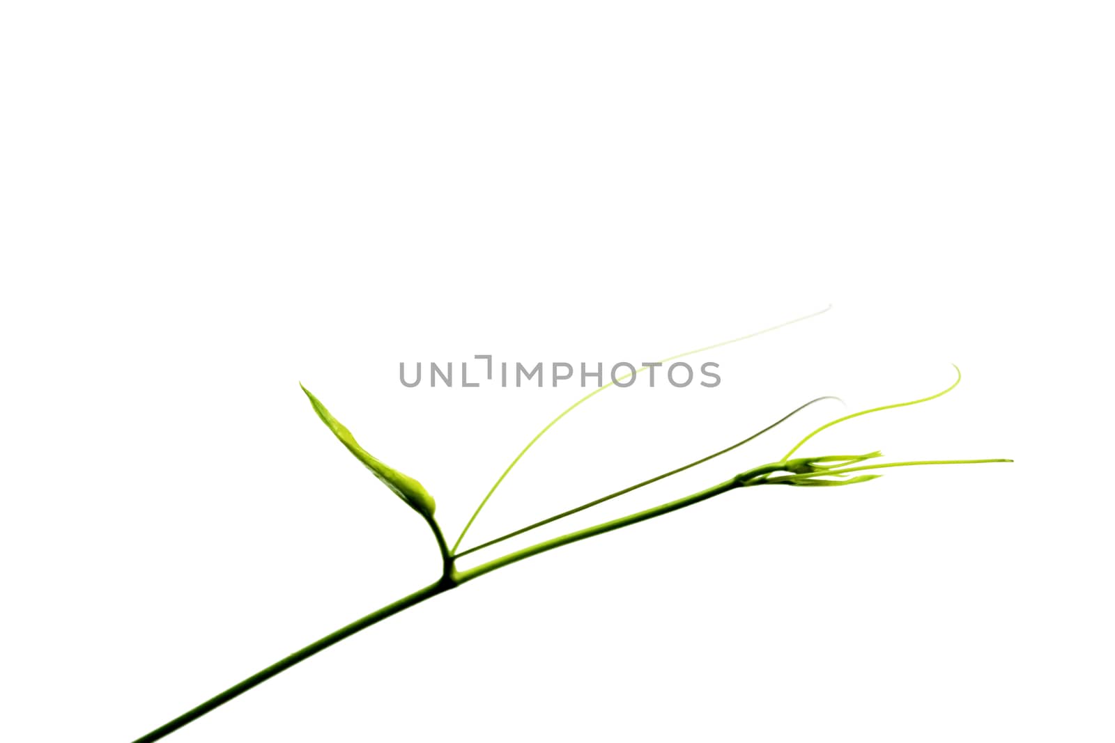 fresh green leaf isolated on white background