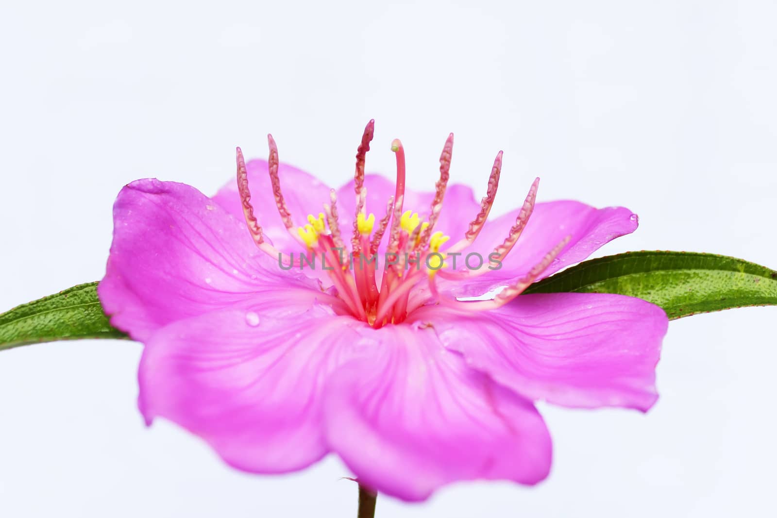 Pink  flower