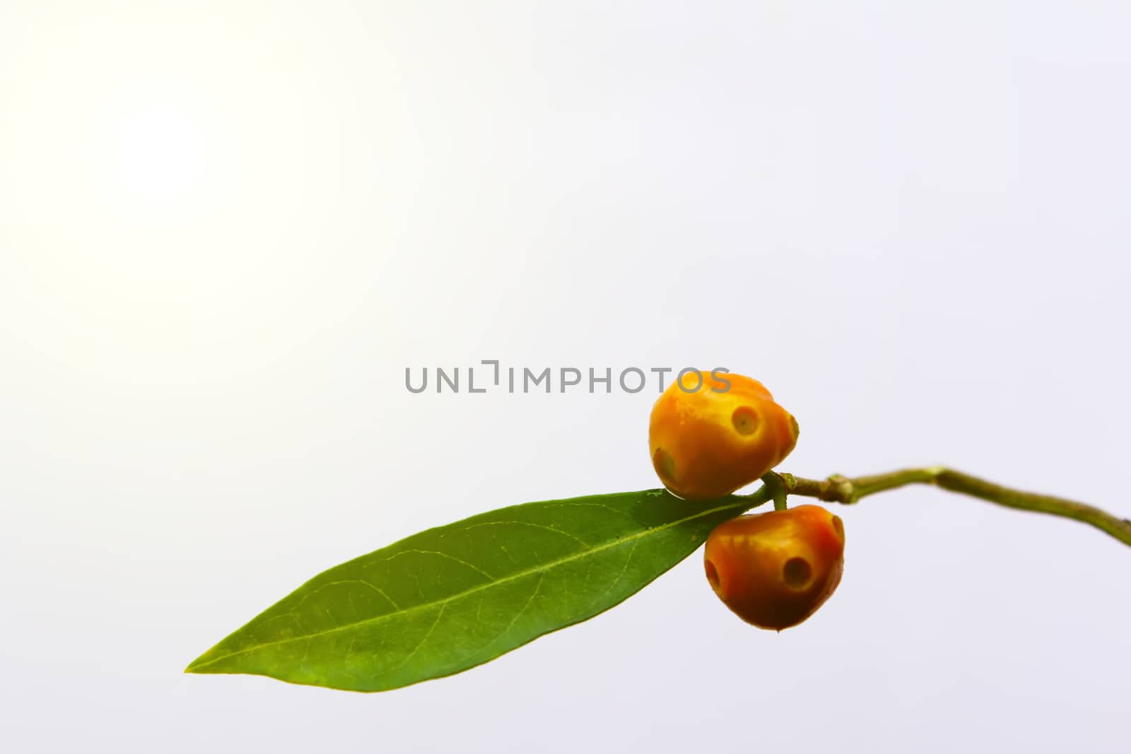 green leaf and fruit