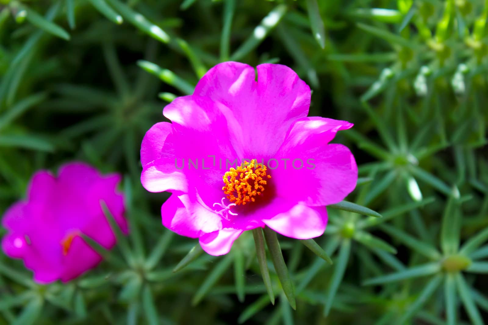 red  flower with green leaves 