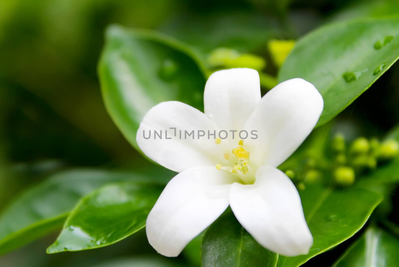 white flower