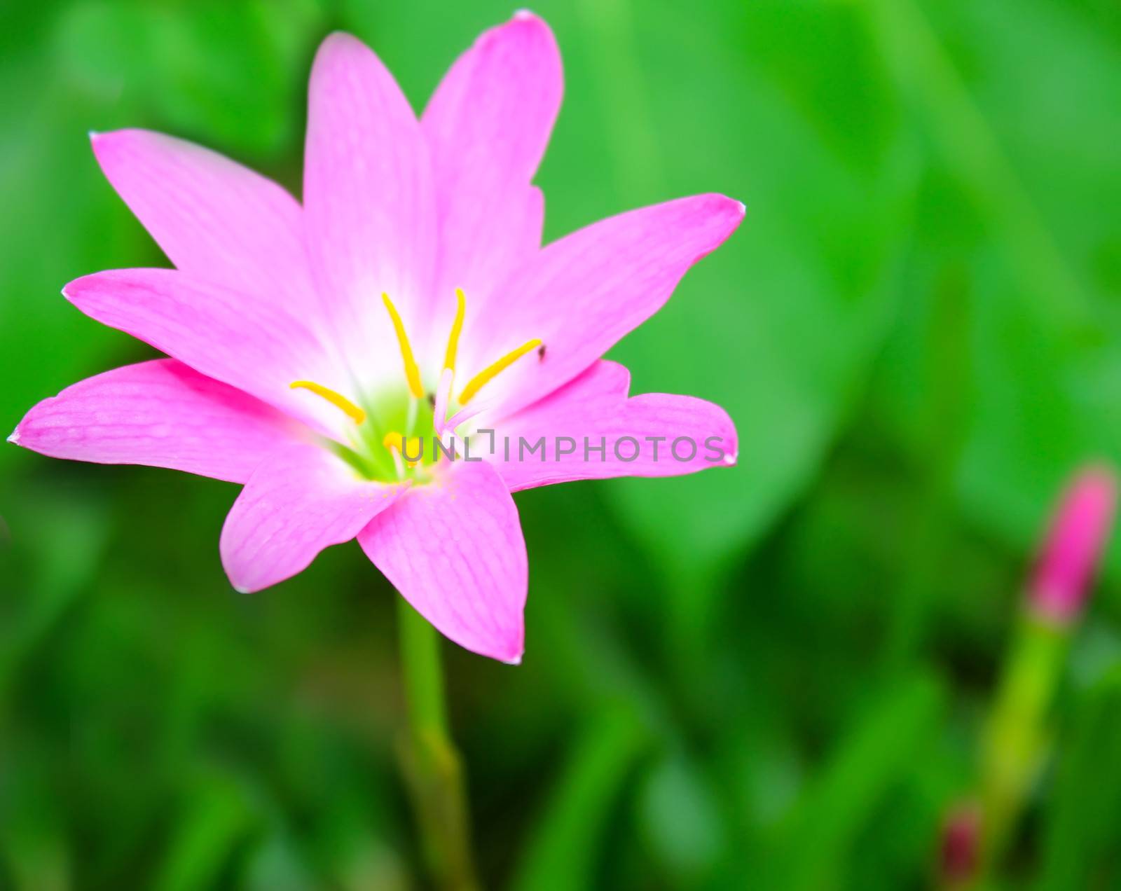 pink flower