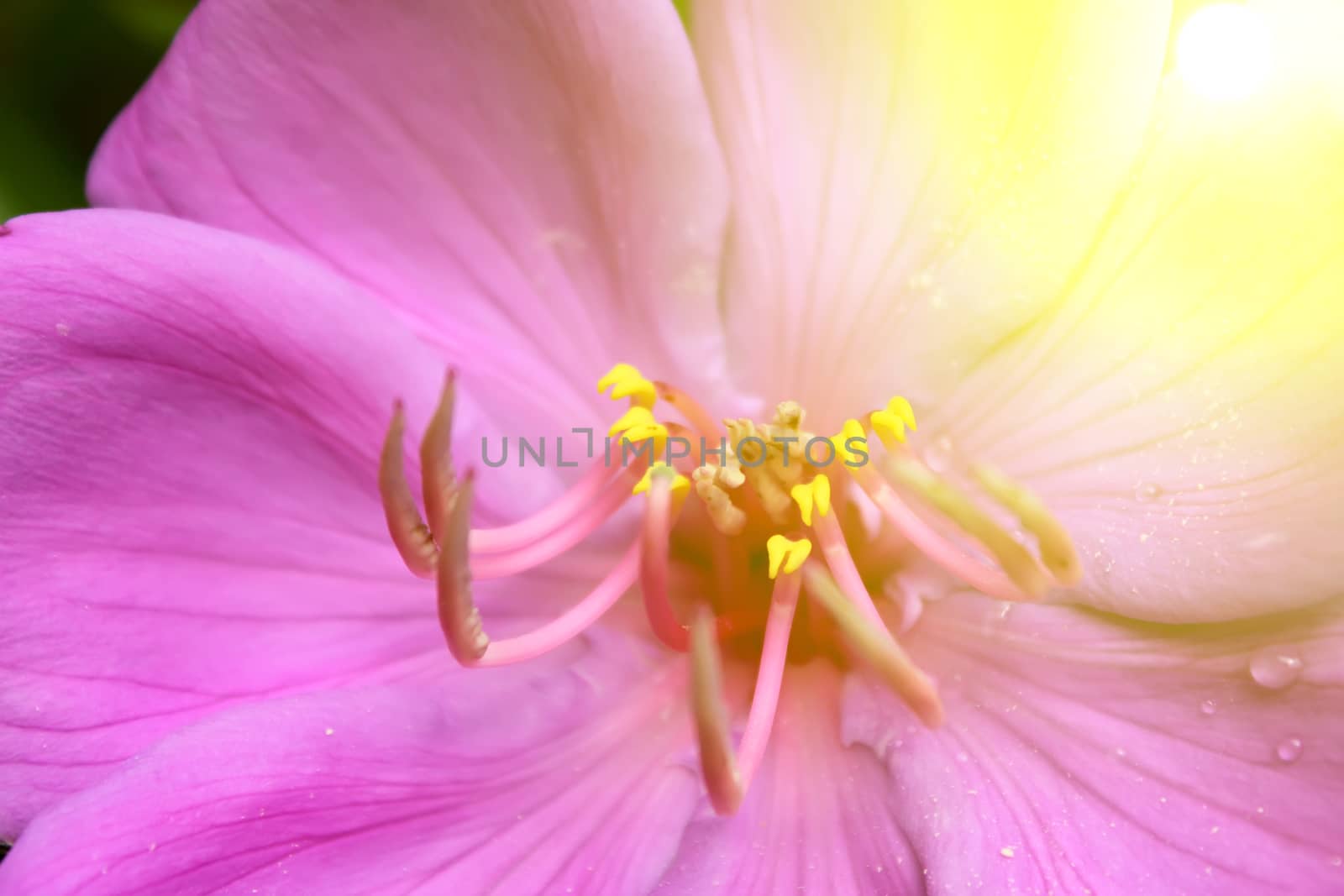 beautiful pink flowers in the garden 