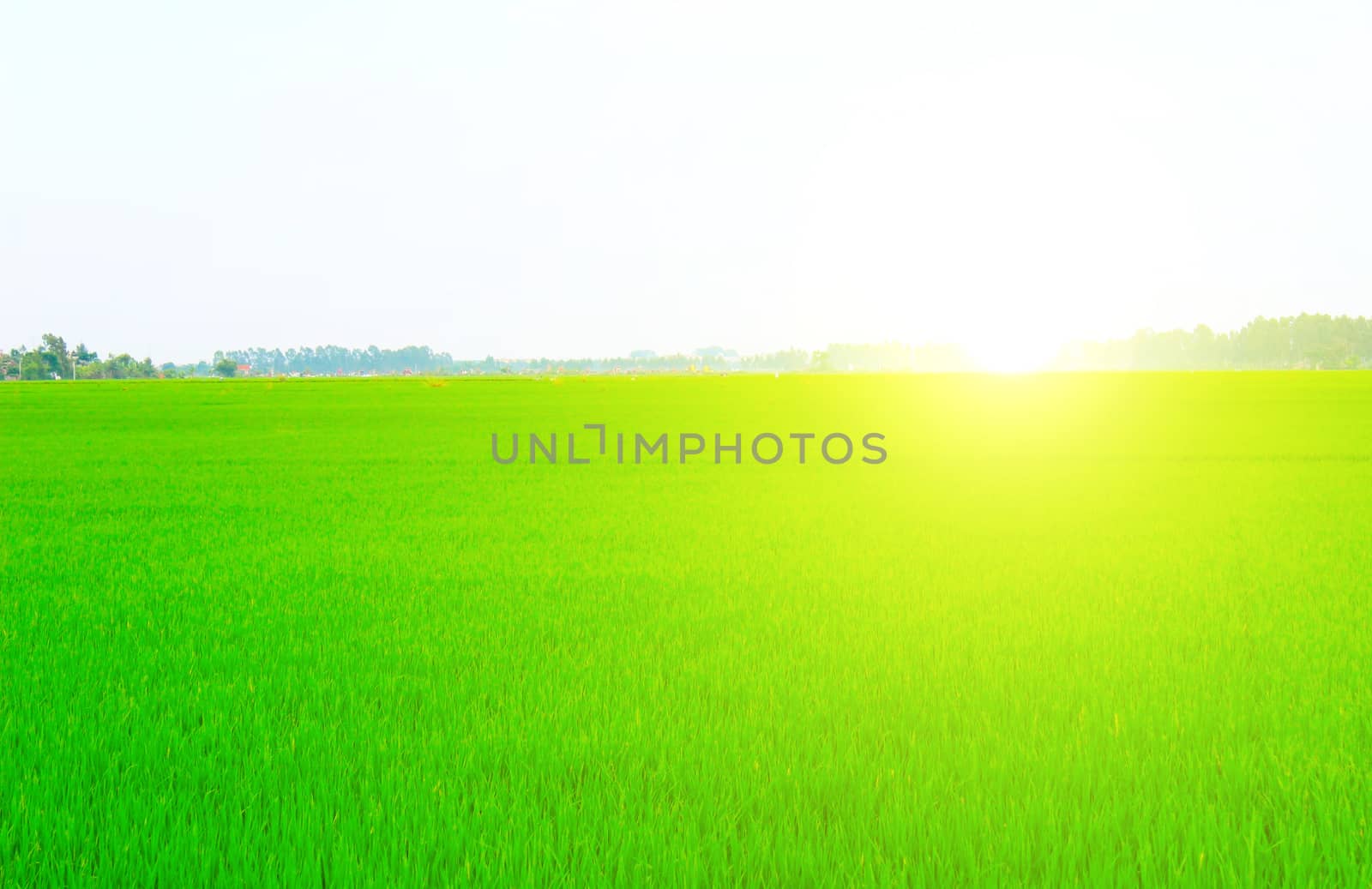 Green field under blue sky 