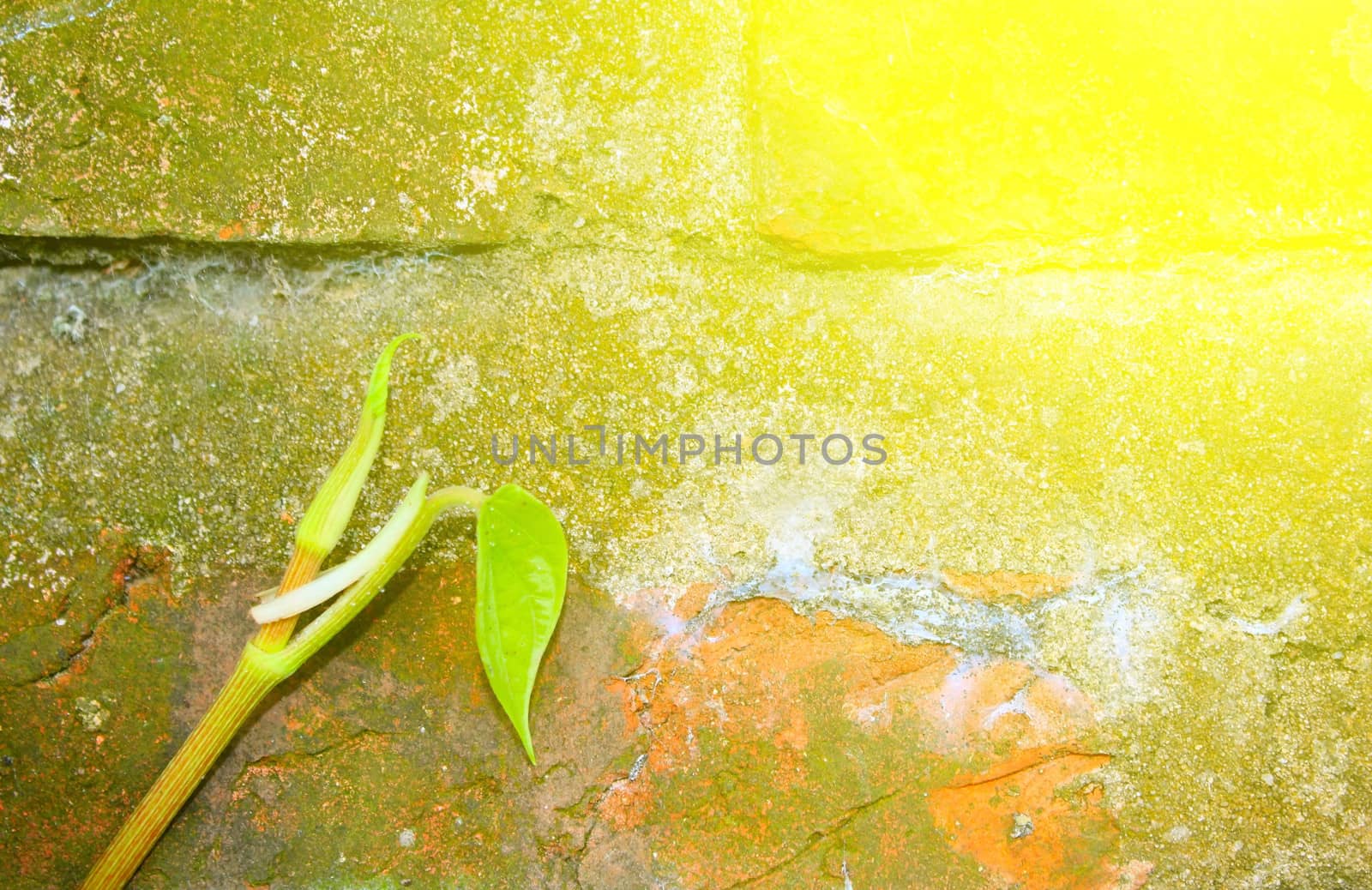 Stone wall with green