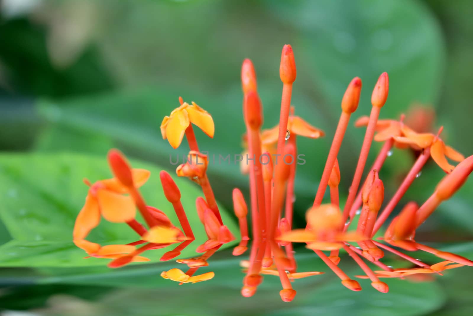 Beautiful orange flower