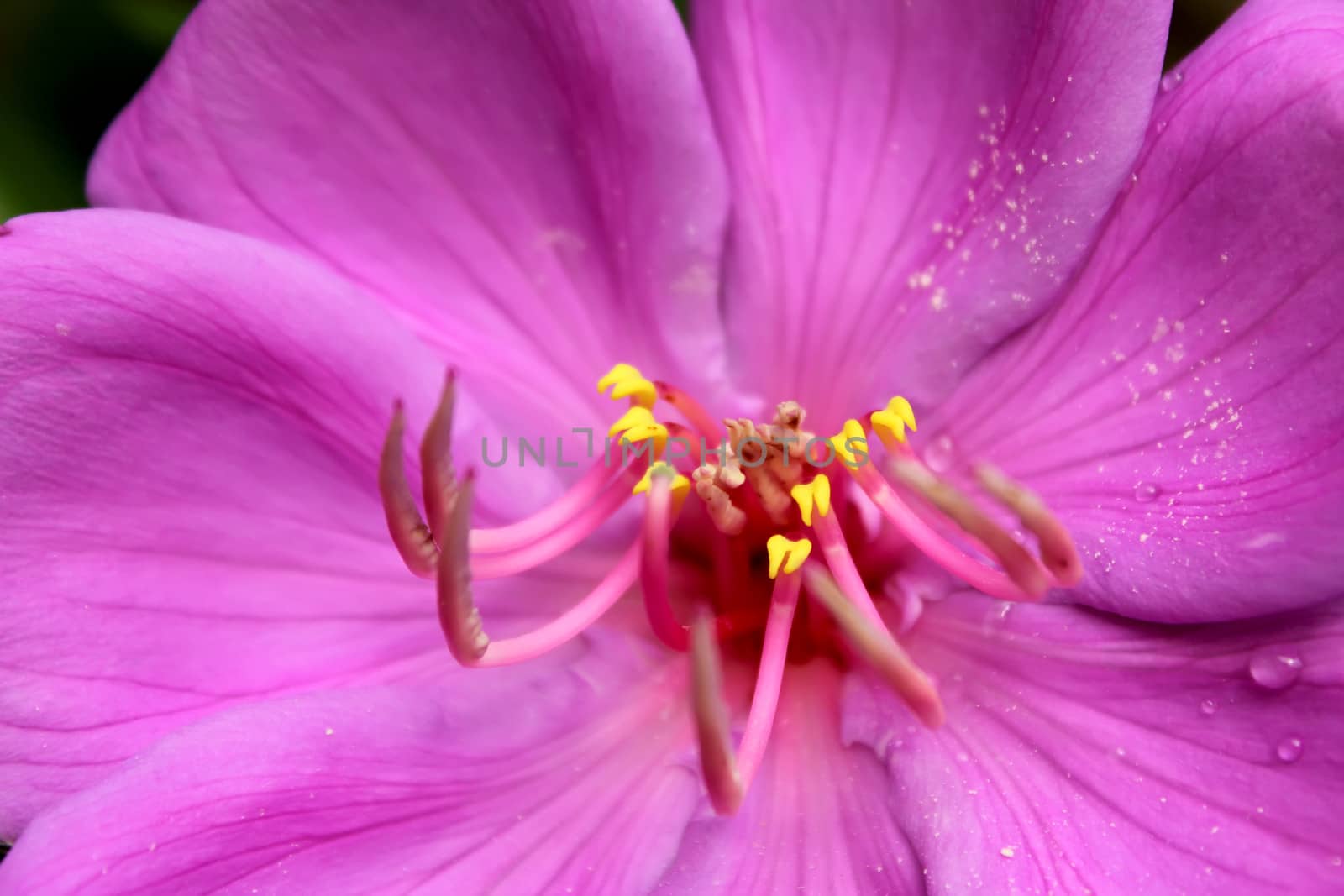 beautiful pink flowers in the garden 