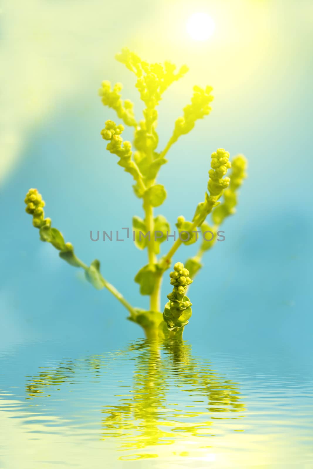 lettuce flowers