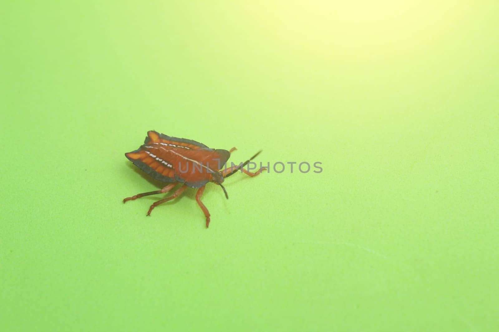 qrage Marmorated Stink Bug