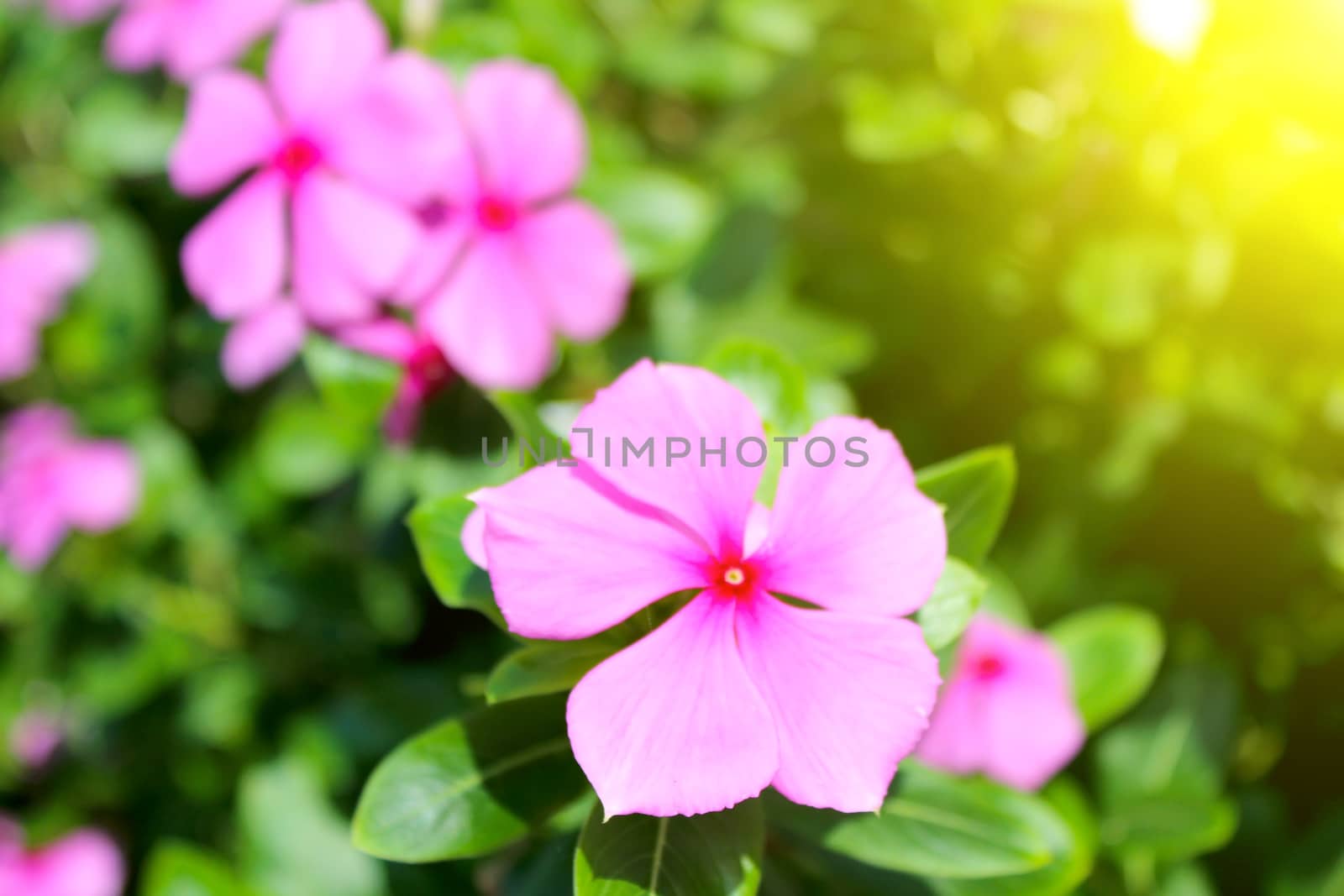 beautiful pink flowers in the garden