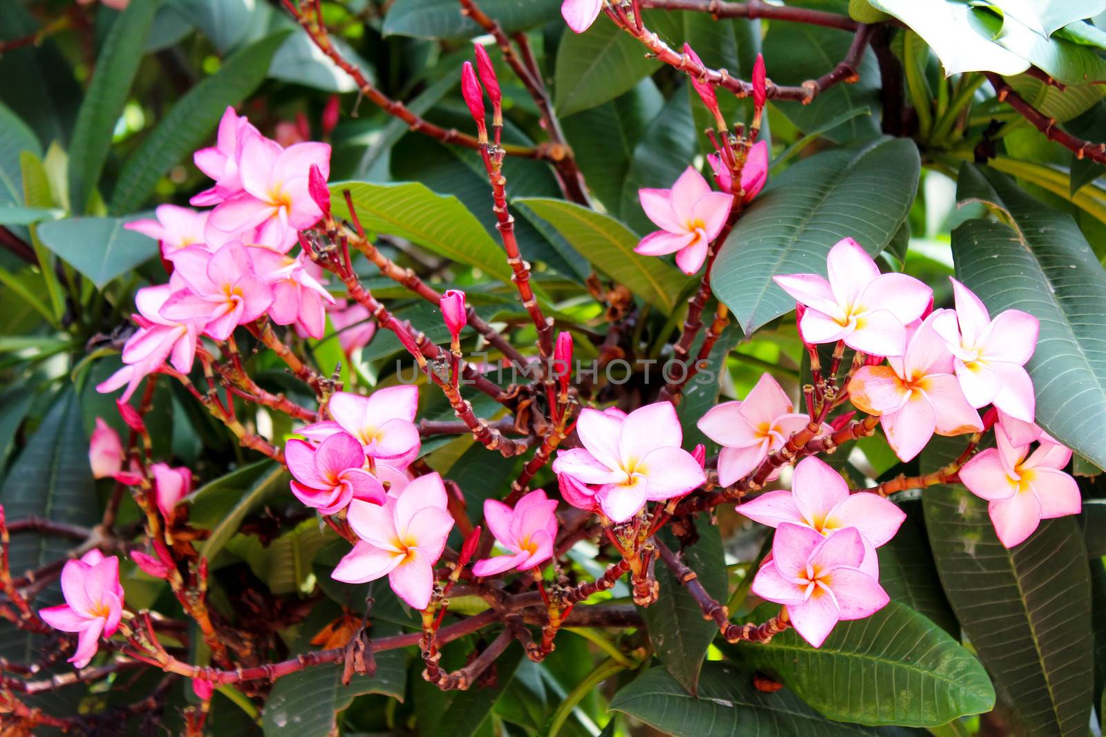 beautiful pink flowers in the garde