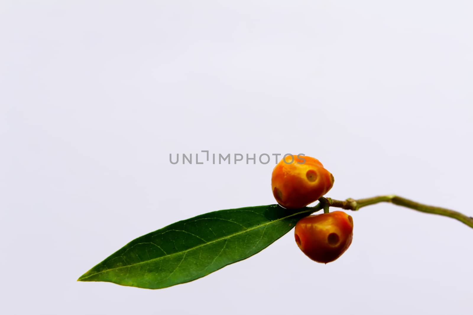 green leaf and fruit