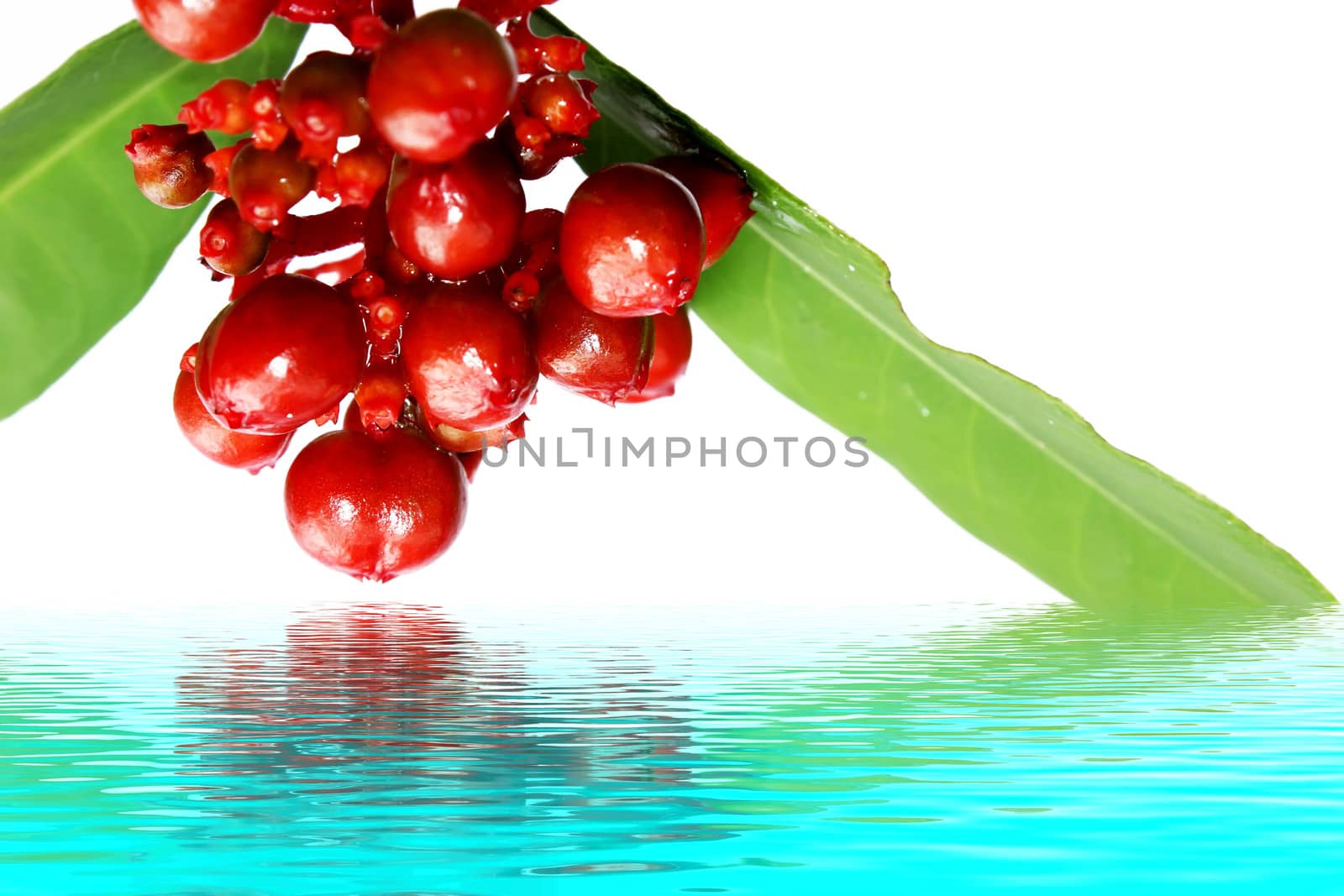 red wild fruit isolated on white 