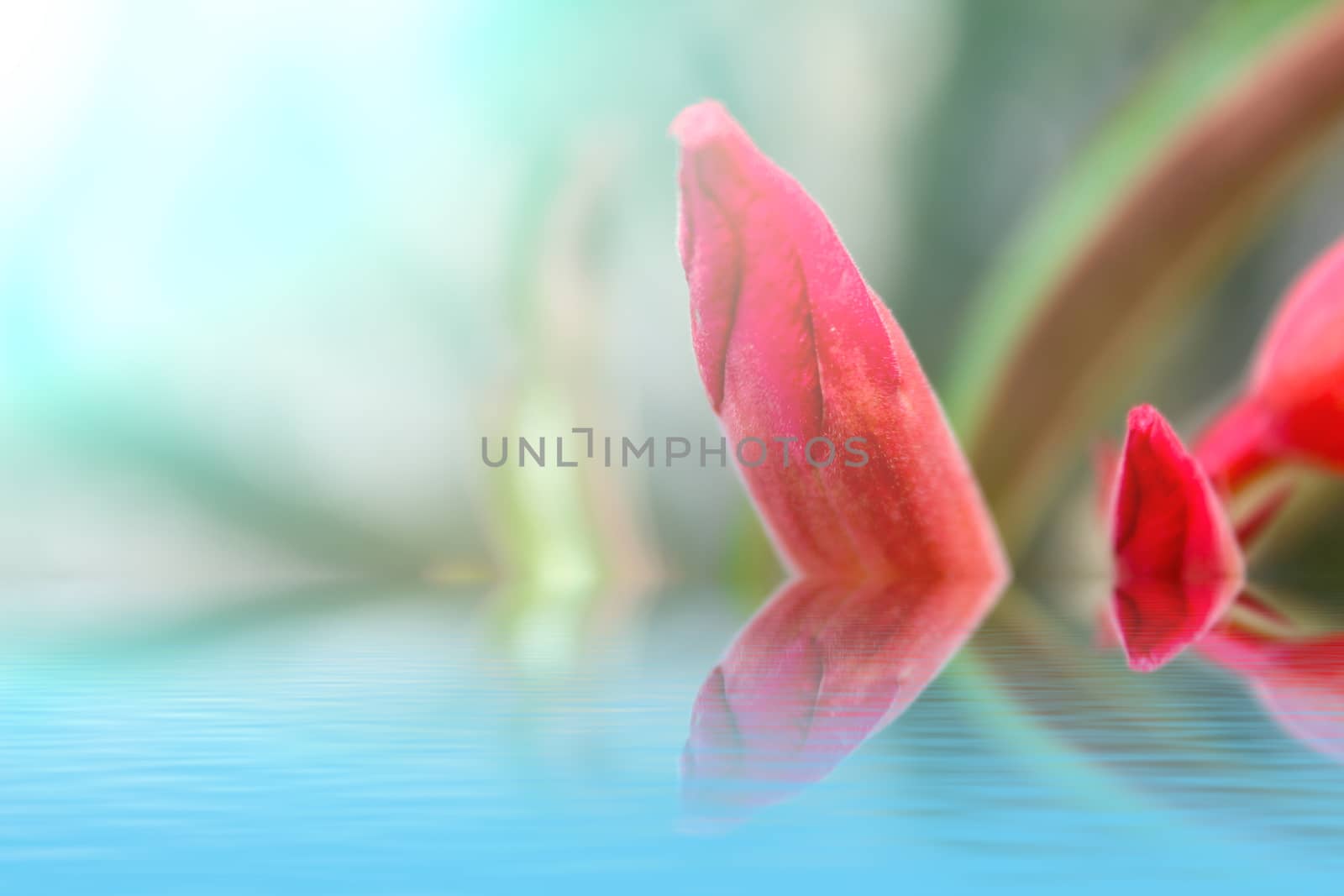 beautiful pink flowers in the garden 