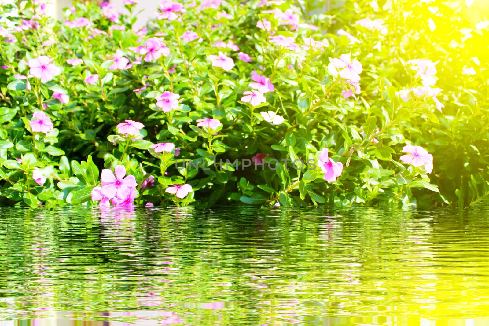 beautiful pink flowers in the garden 