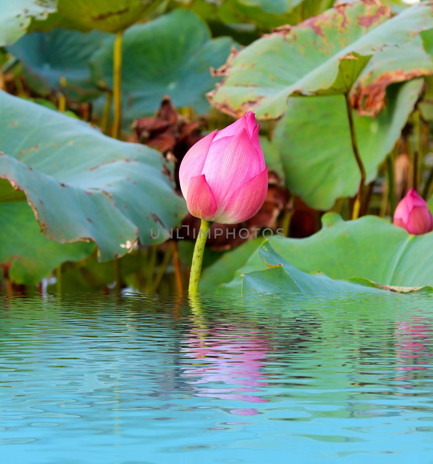 pink lotus flower among green foliage 