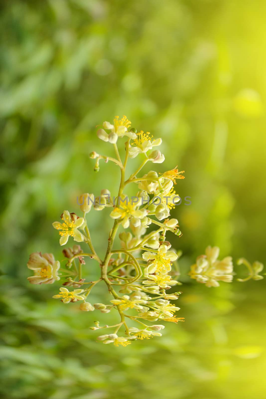 tree in spring bloom bright yellow fragrant flowers 