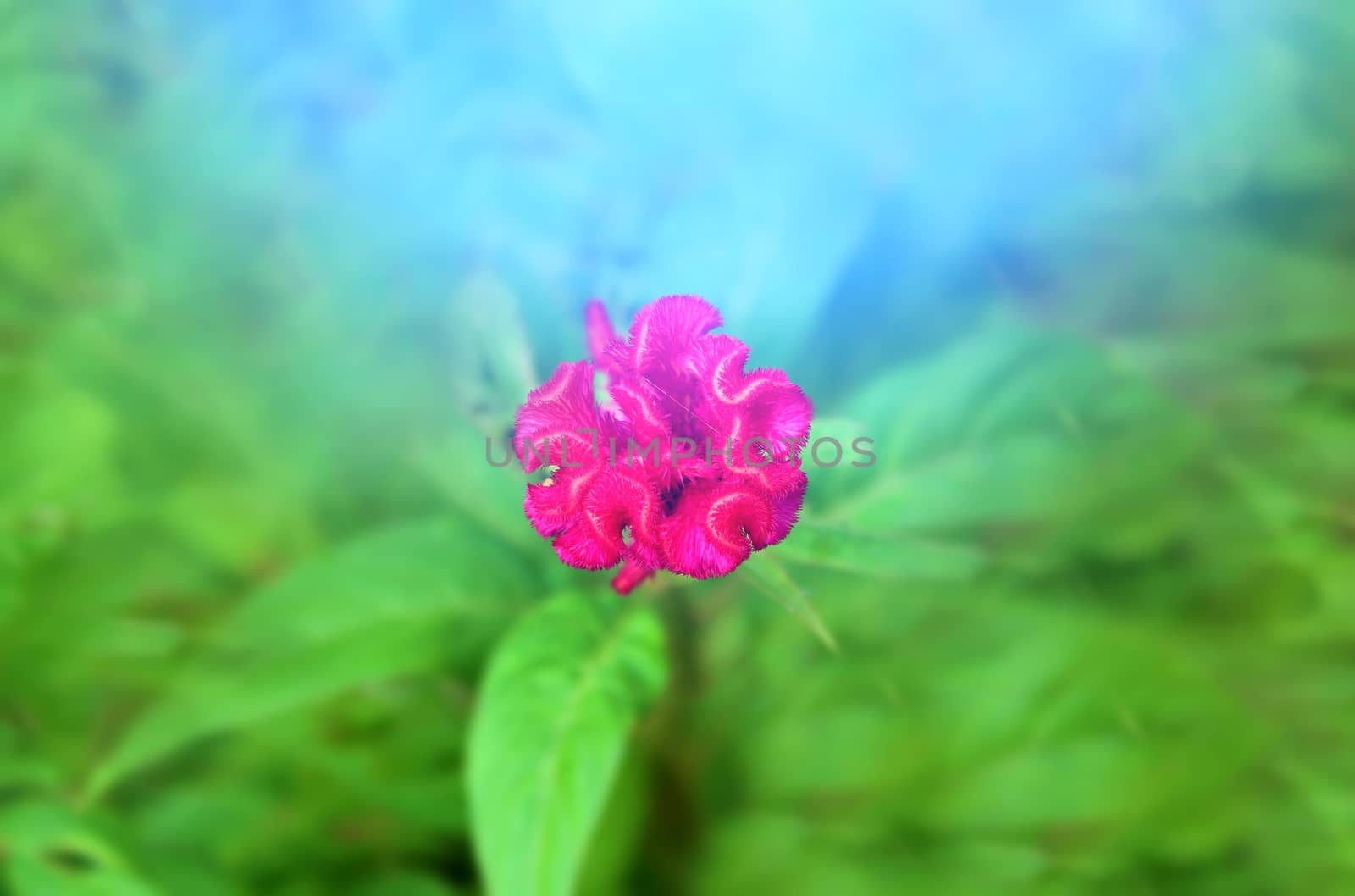 Colorful flower red 