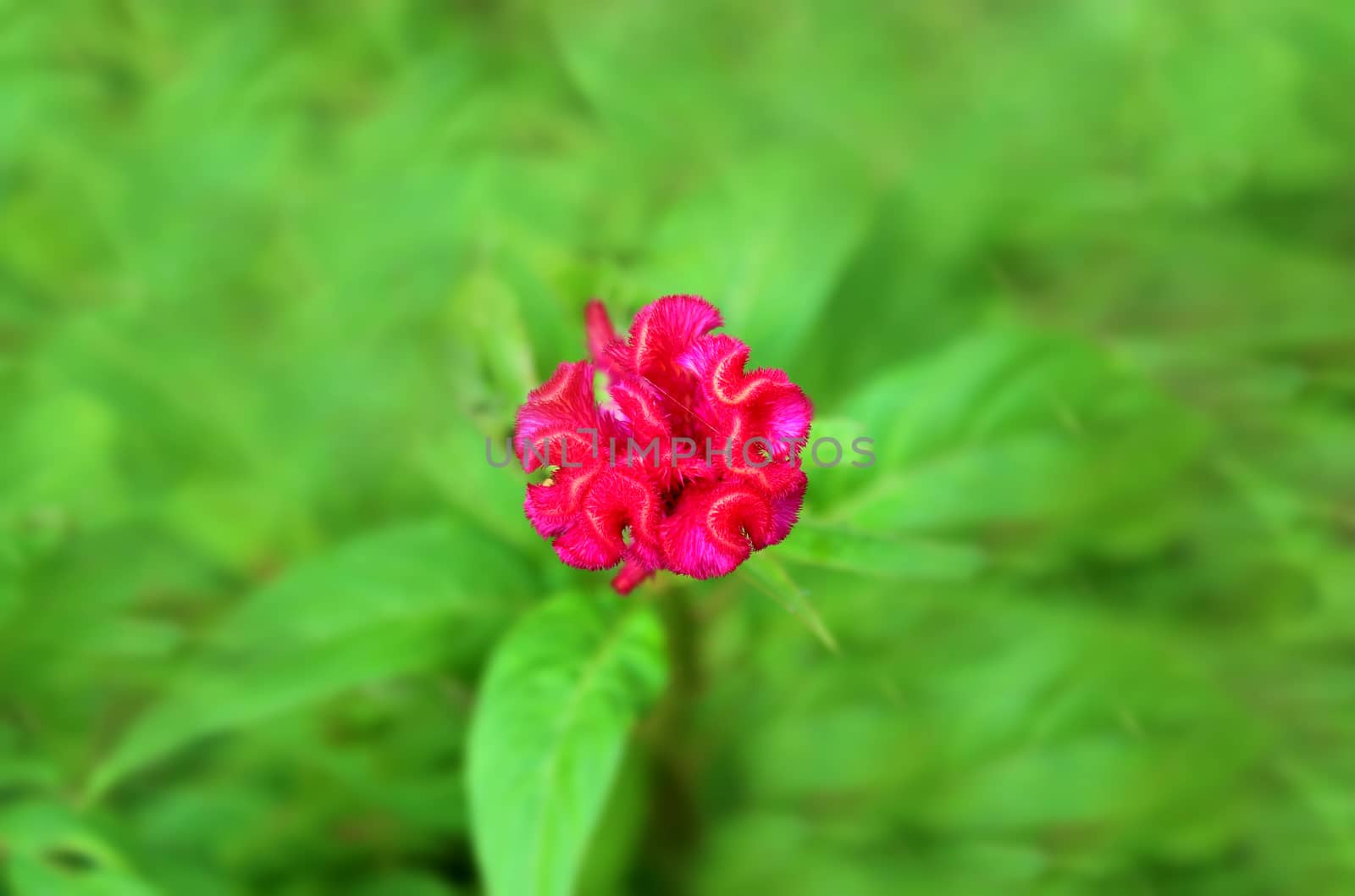 Colorful flower red 