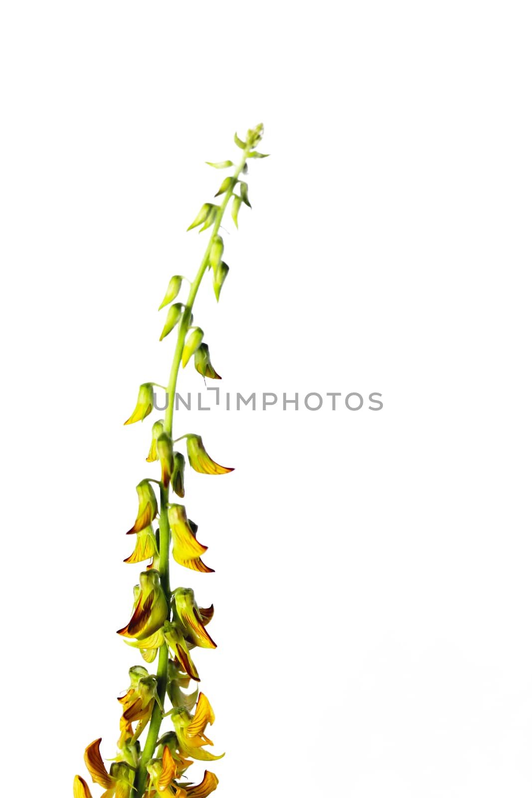Blossoming flower isolated on white background 