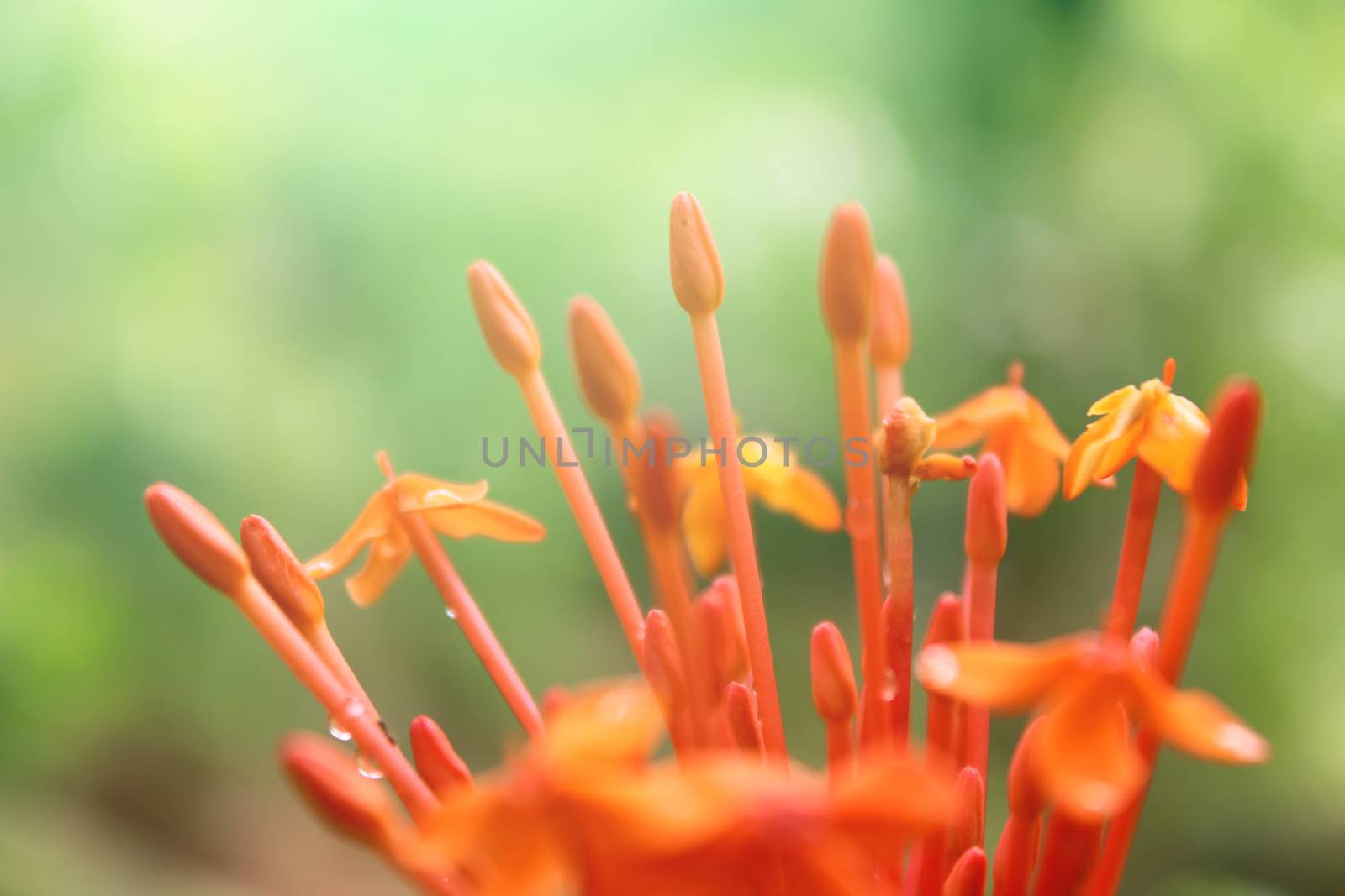 Beautiful yellow red flowers