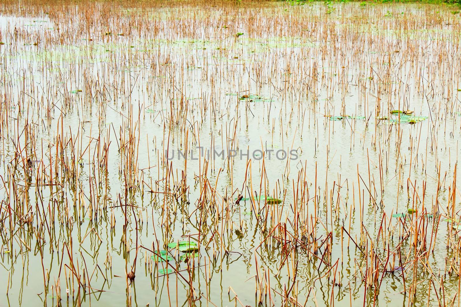 lotus pond