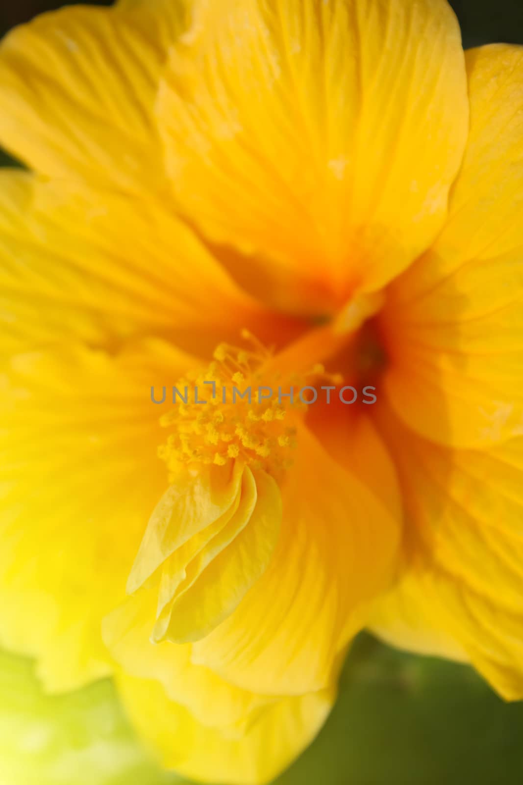 yellow hibiscus