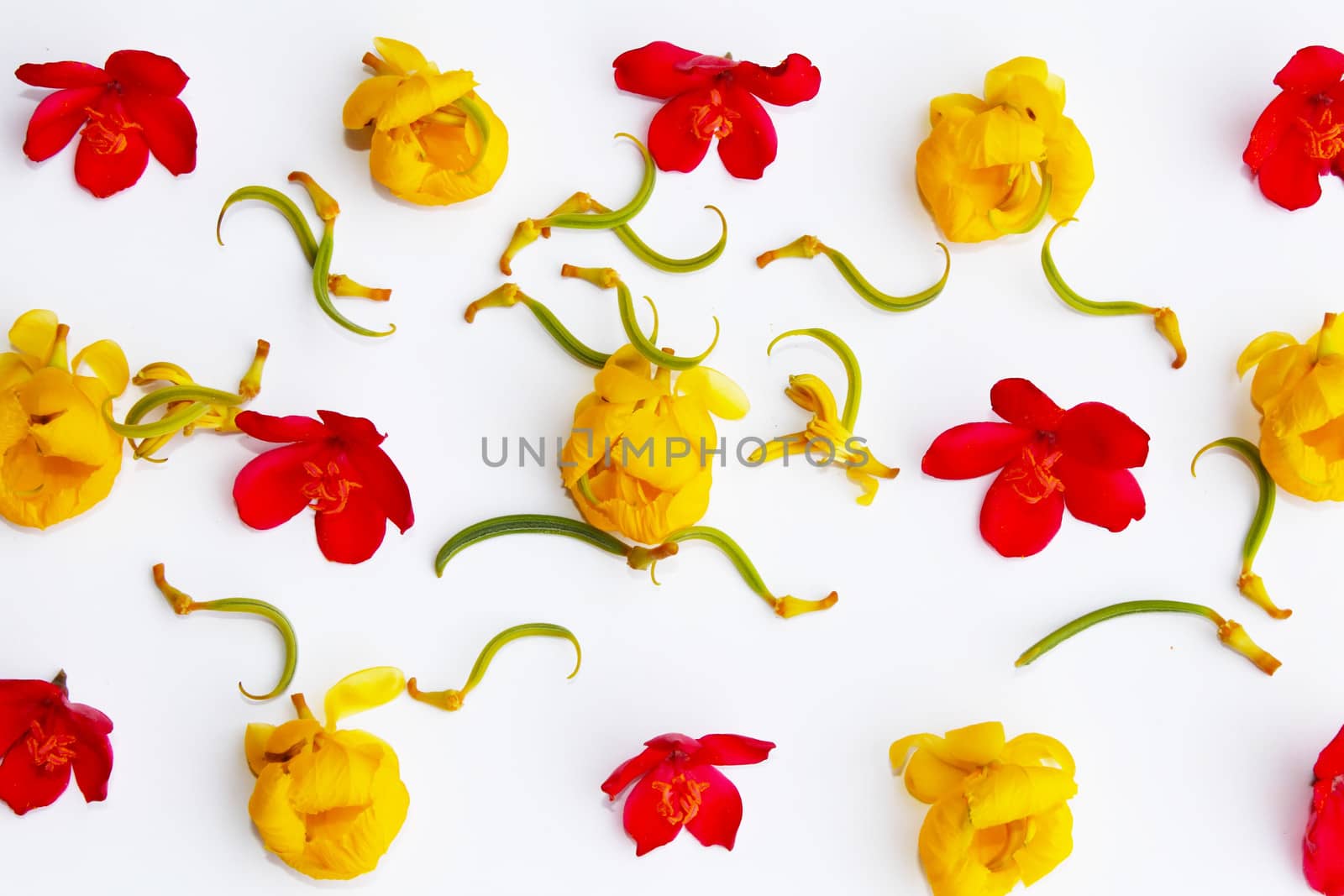 flowers yellow, red, isolated on white background by dinhngochung
