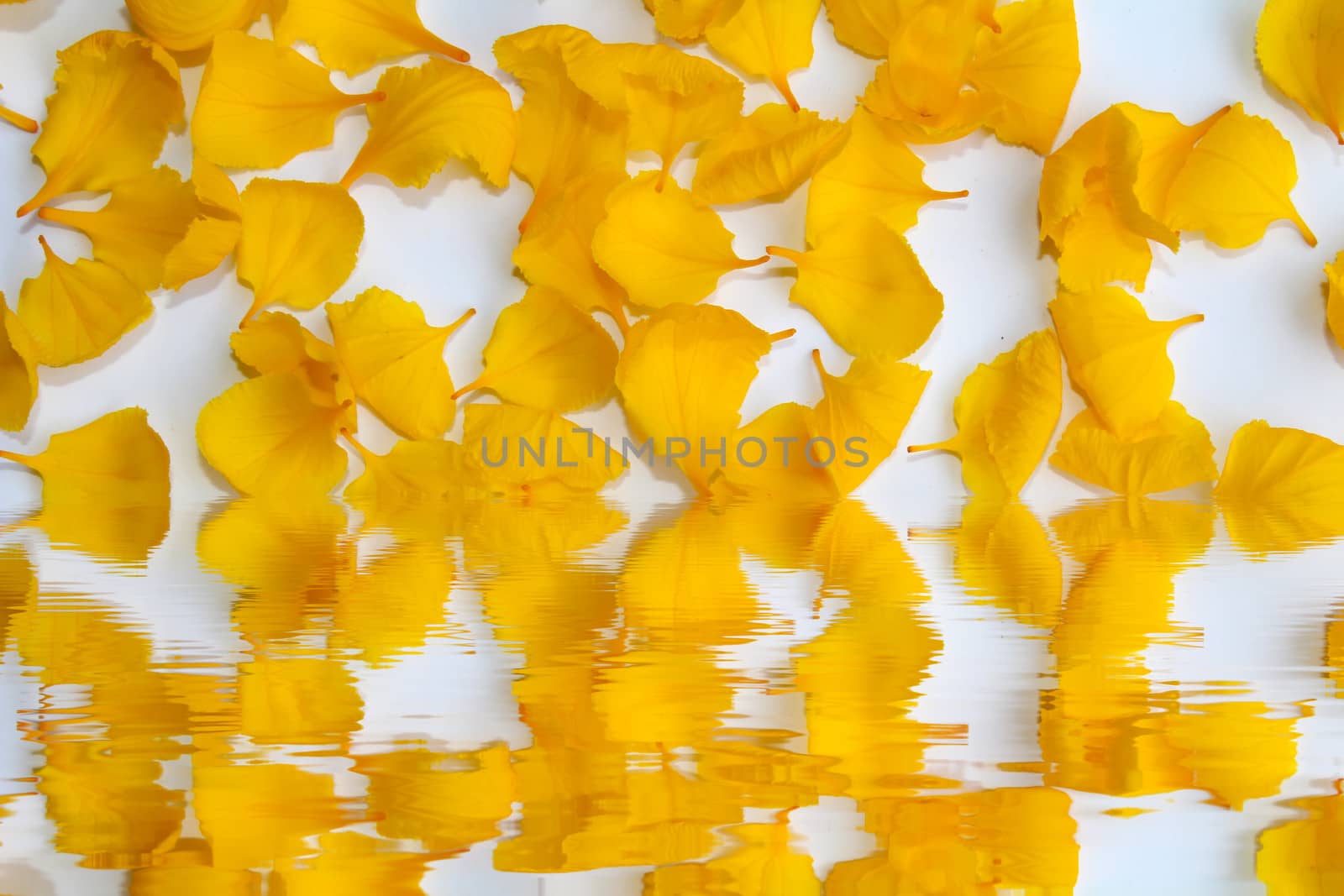 yellow petals isolated on white background