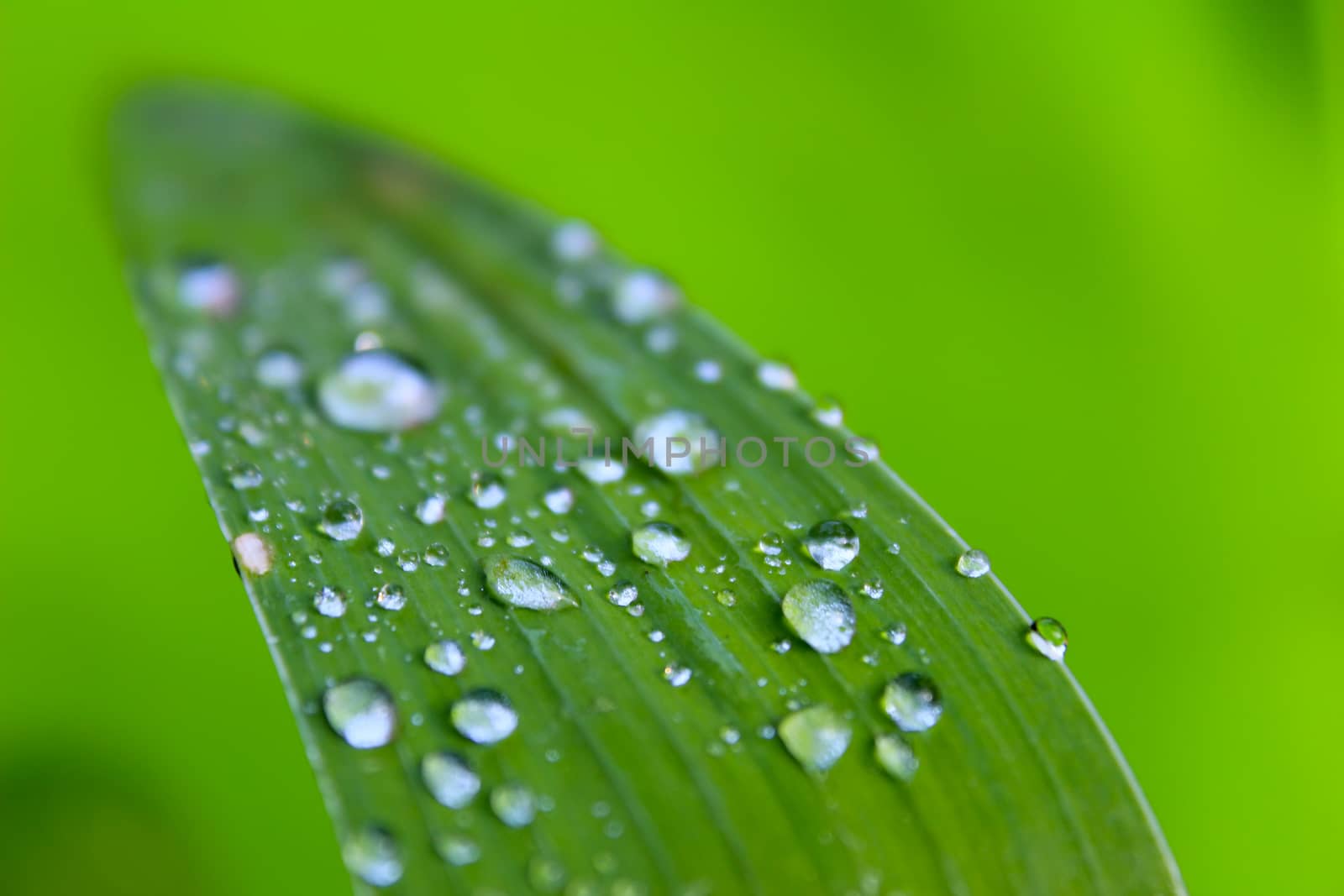 dew drops on leaves