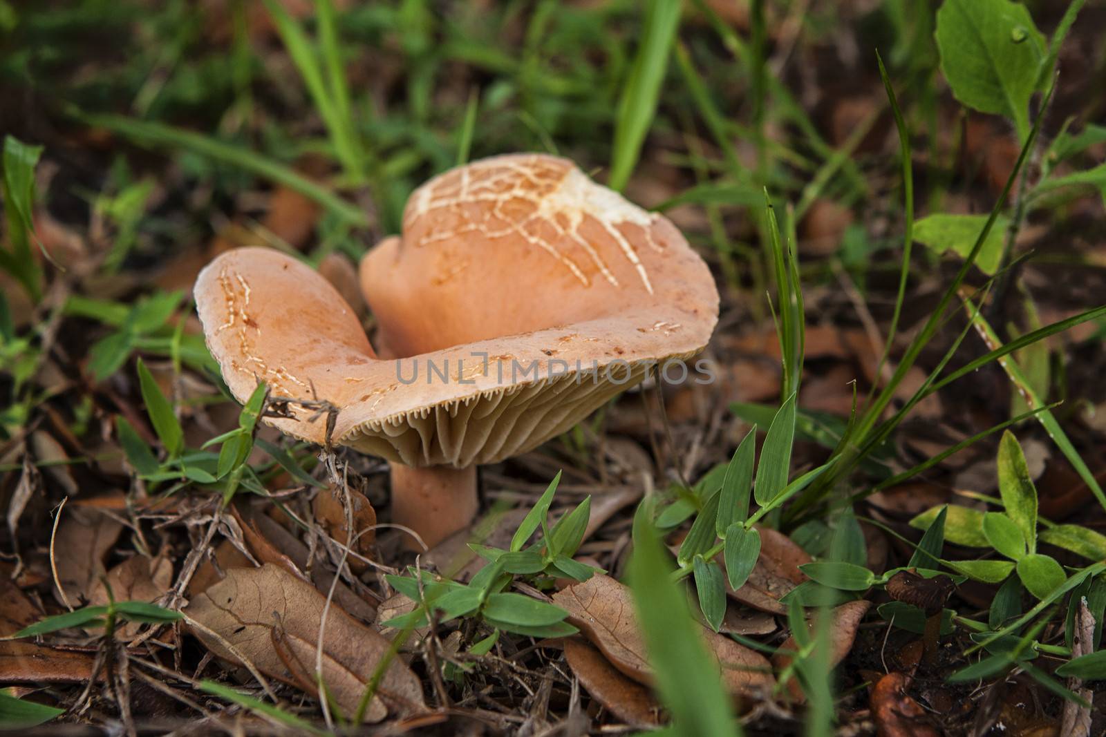 mushroom by oneinamillion