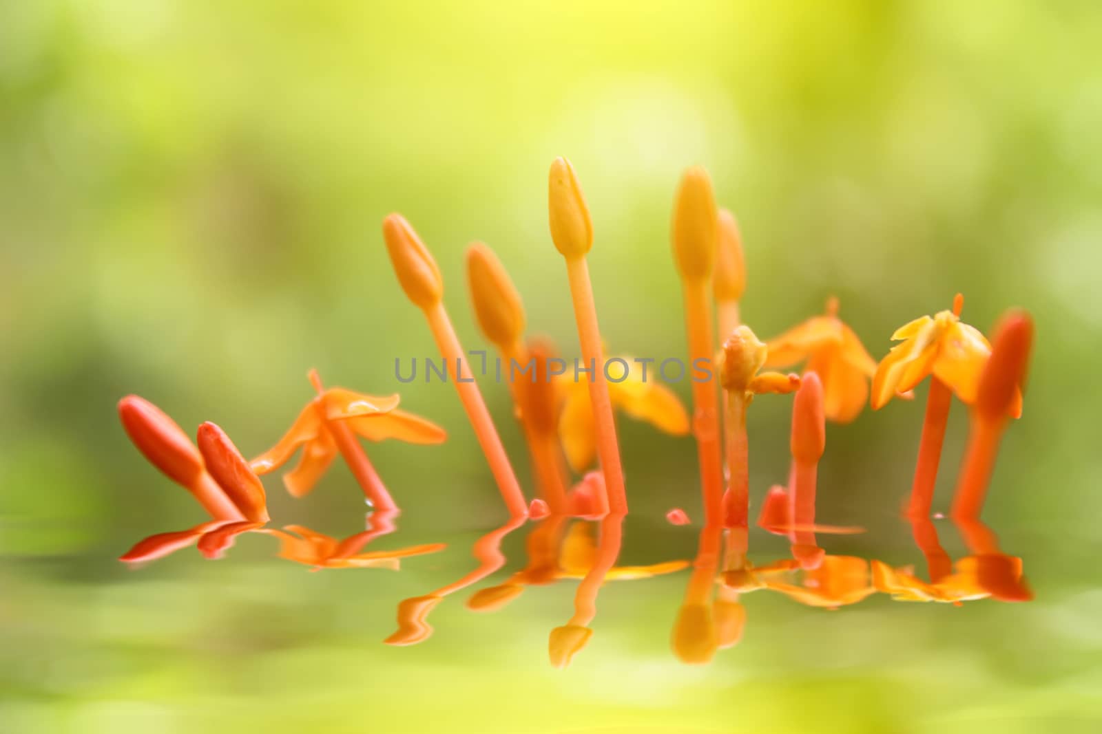 Beautiful yellow red flowers