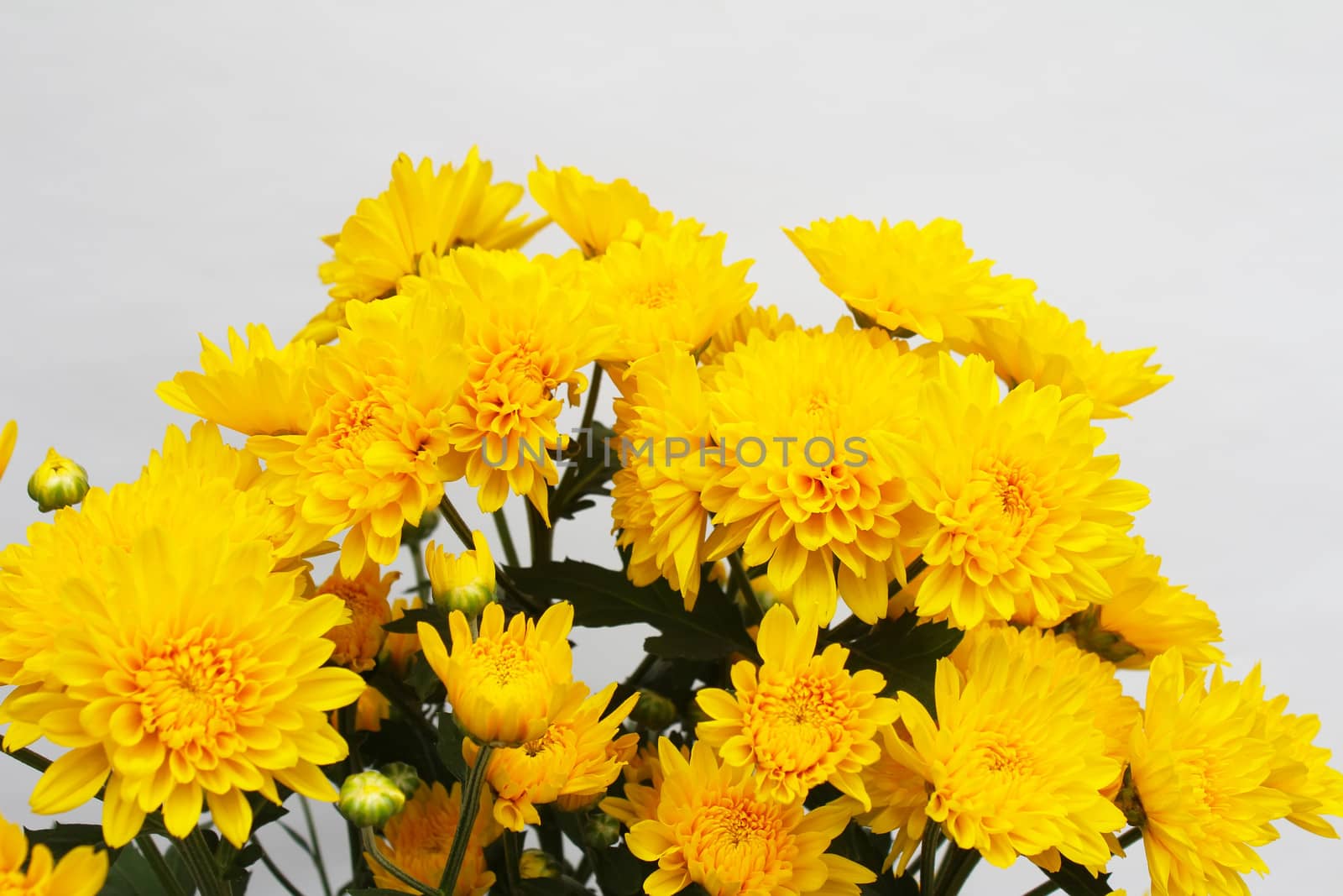 yellow flower isolated on white background by dinhngochung