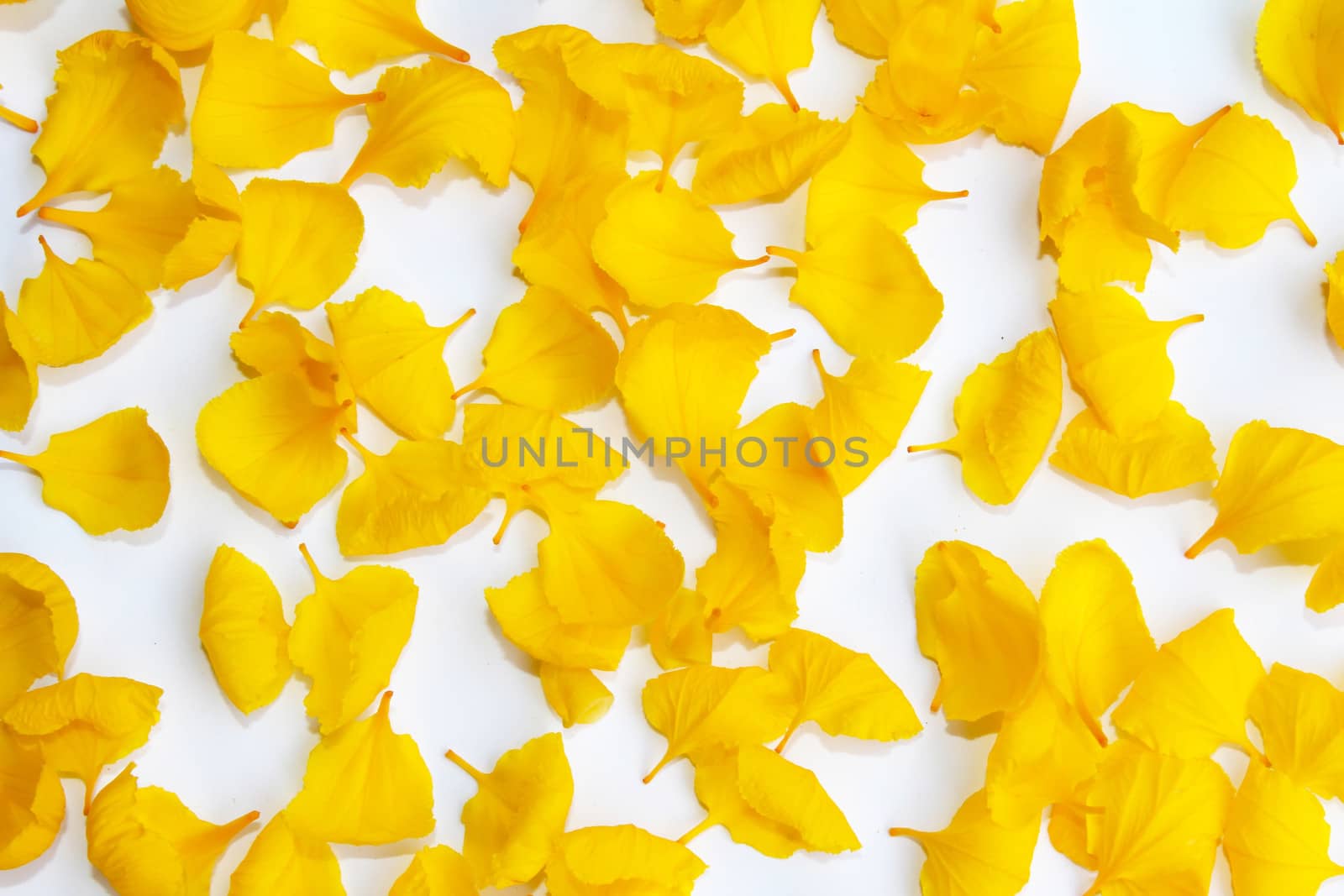 yellow petals isolated on white background