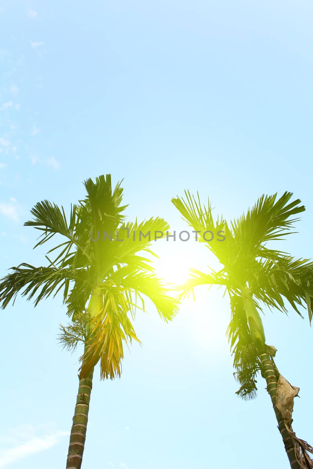 palm tree in rural Vietnam