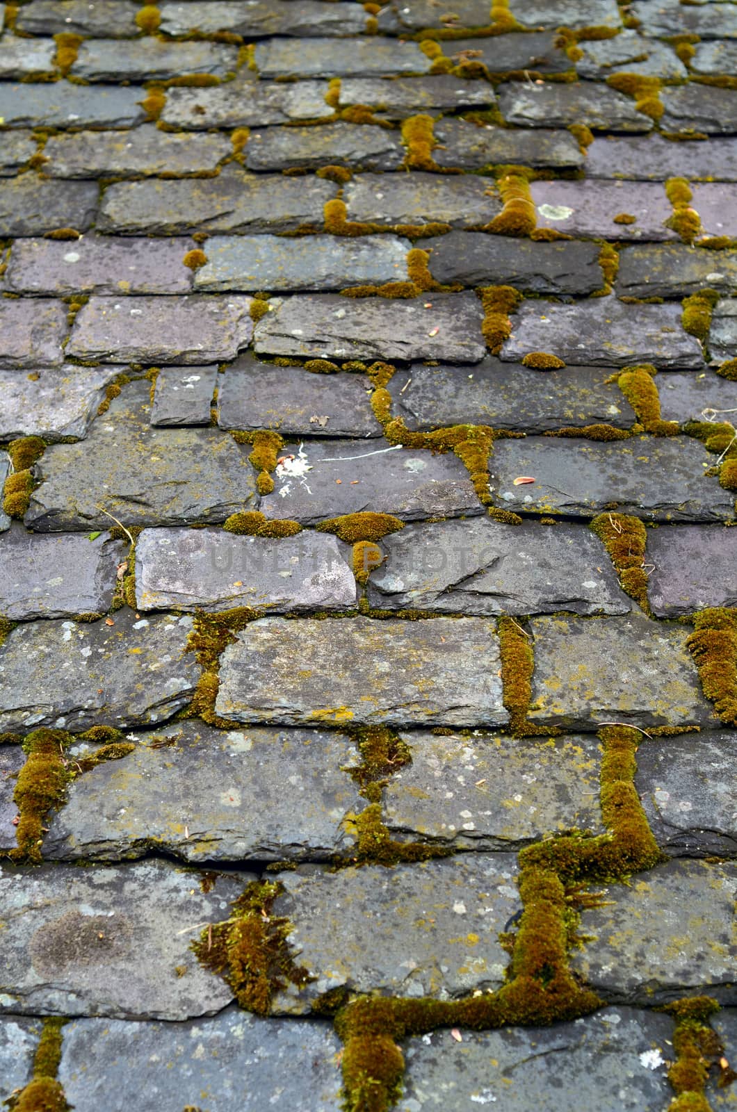 Some Old Slate Roof Tiles With Moss (Shallow DOF)