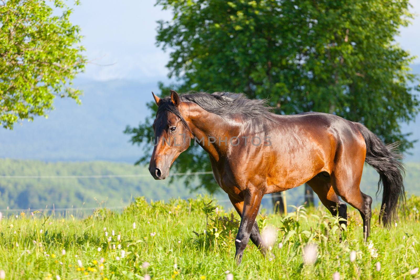 bay horse is walked in the electroshepherd