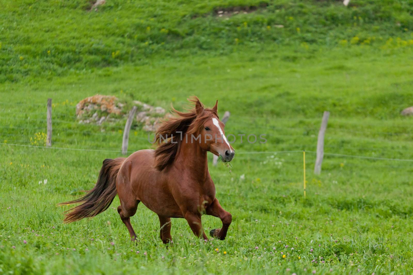 bay horse is walked in the electroshepherd