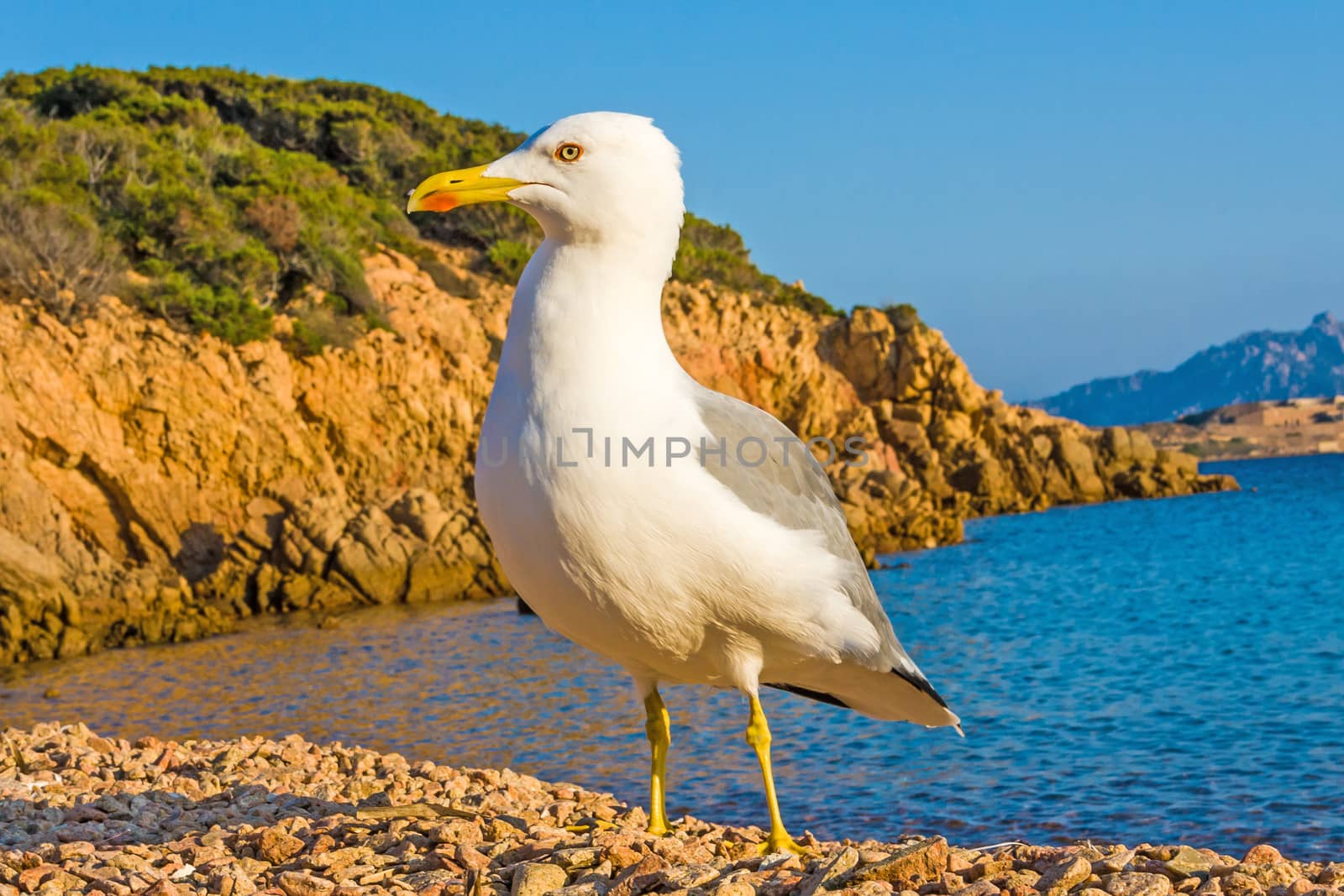 lesser black-backed gull, Larus fuscus sitting on stony beach