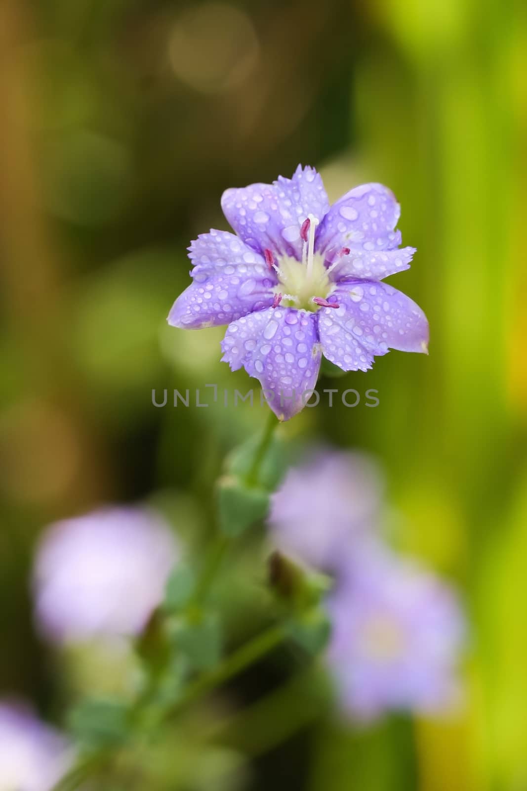 Beautiful forest flower in forest Doi Chiang Dao, Chiang Mai Tha by ngungfoto