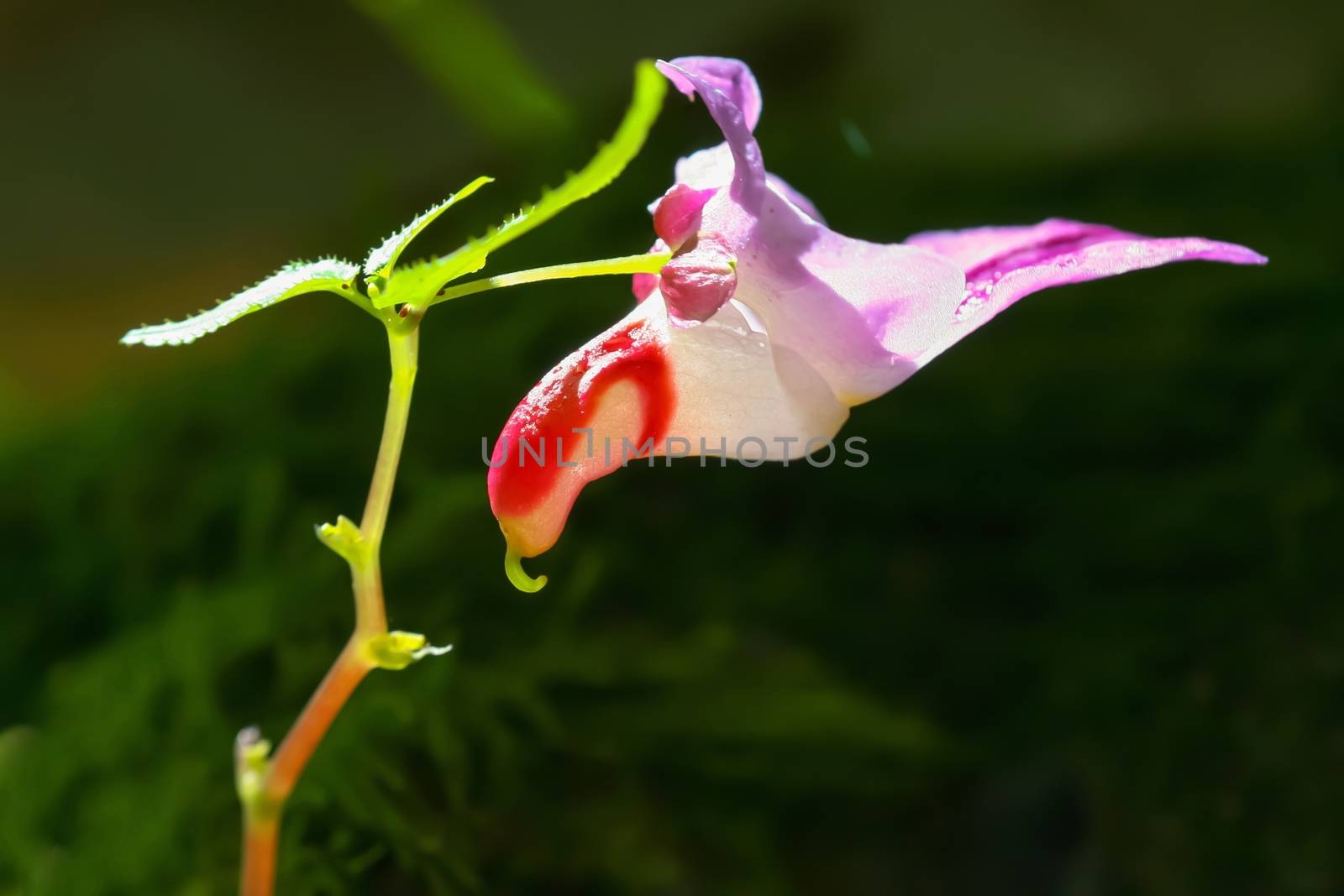 Beautiful parrot flower name of science "Impatiens psittacina" species of balsam from Southeast Asia that was found that only the Doi Luang Chiang Dao wildlife sanctuary, Chiang Mai at altitudes from 1,000 to 2,000 meters.