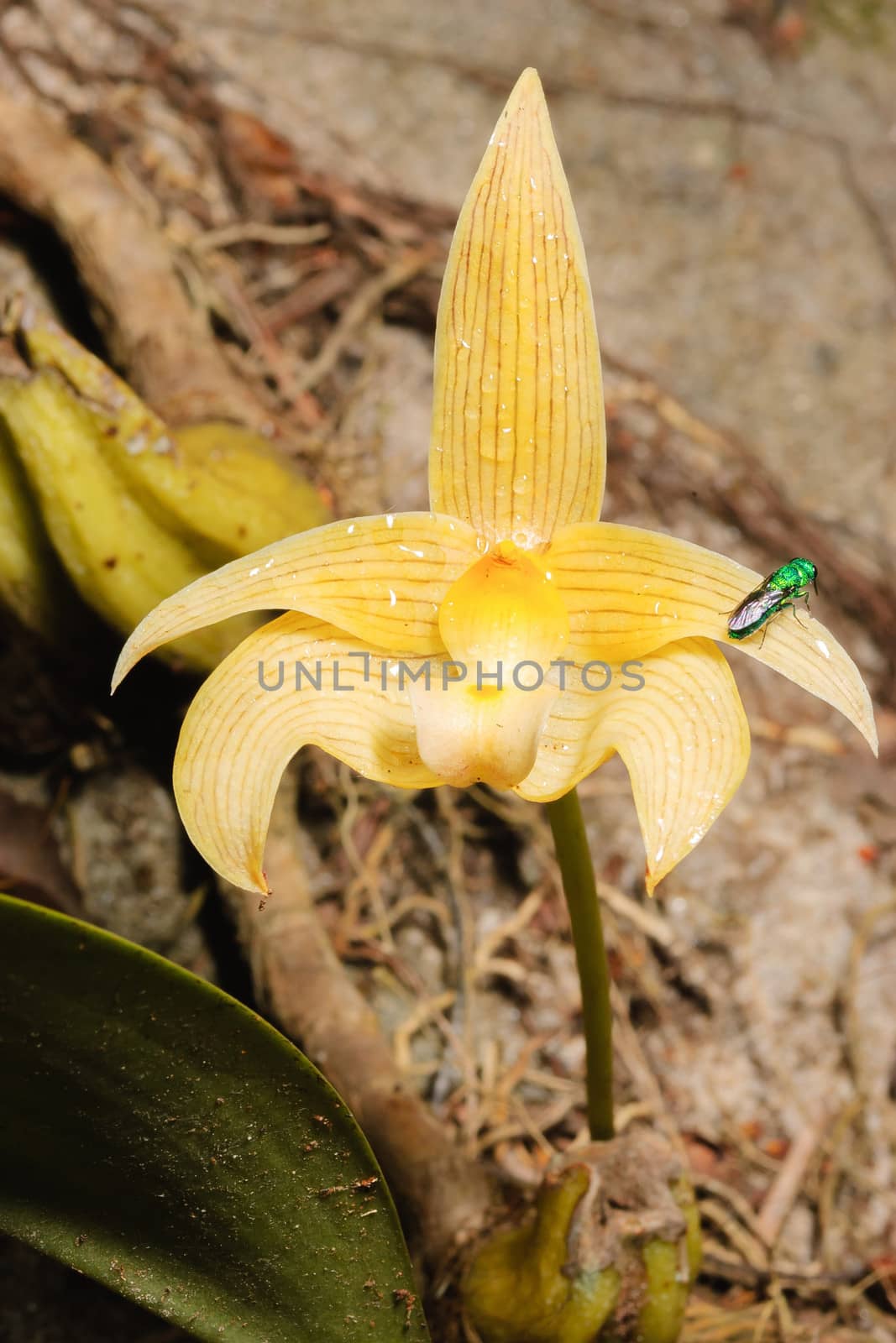 Beautiful yellow forest orchid found rare in Thailand. by ngungfoto