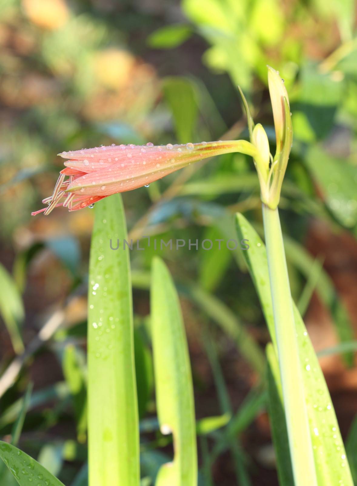 Orange Amaryllis flower with water drop