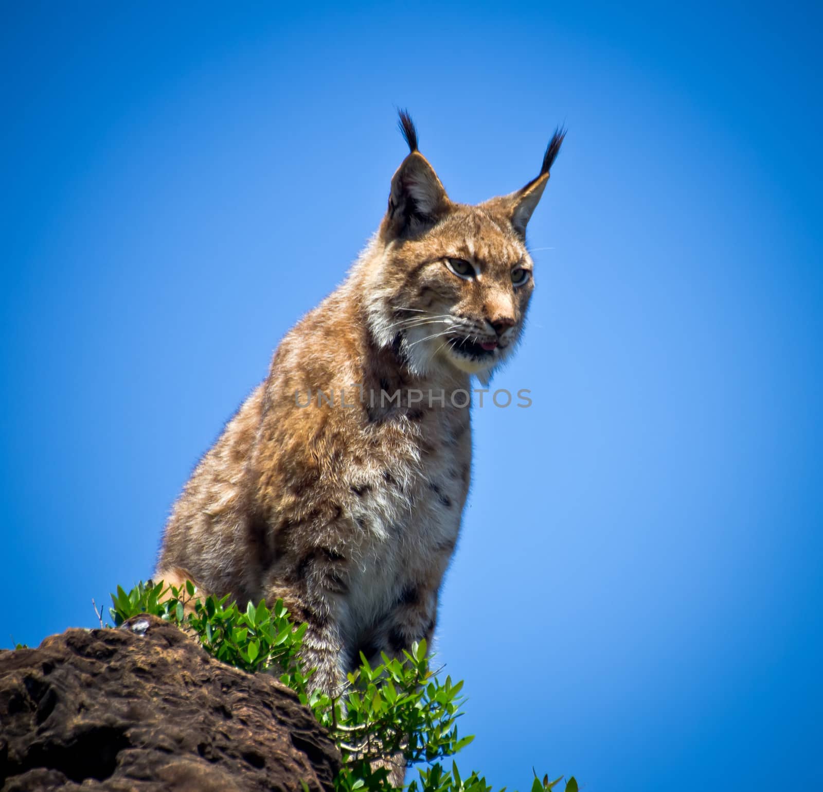 lynx by marco_govel