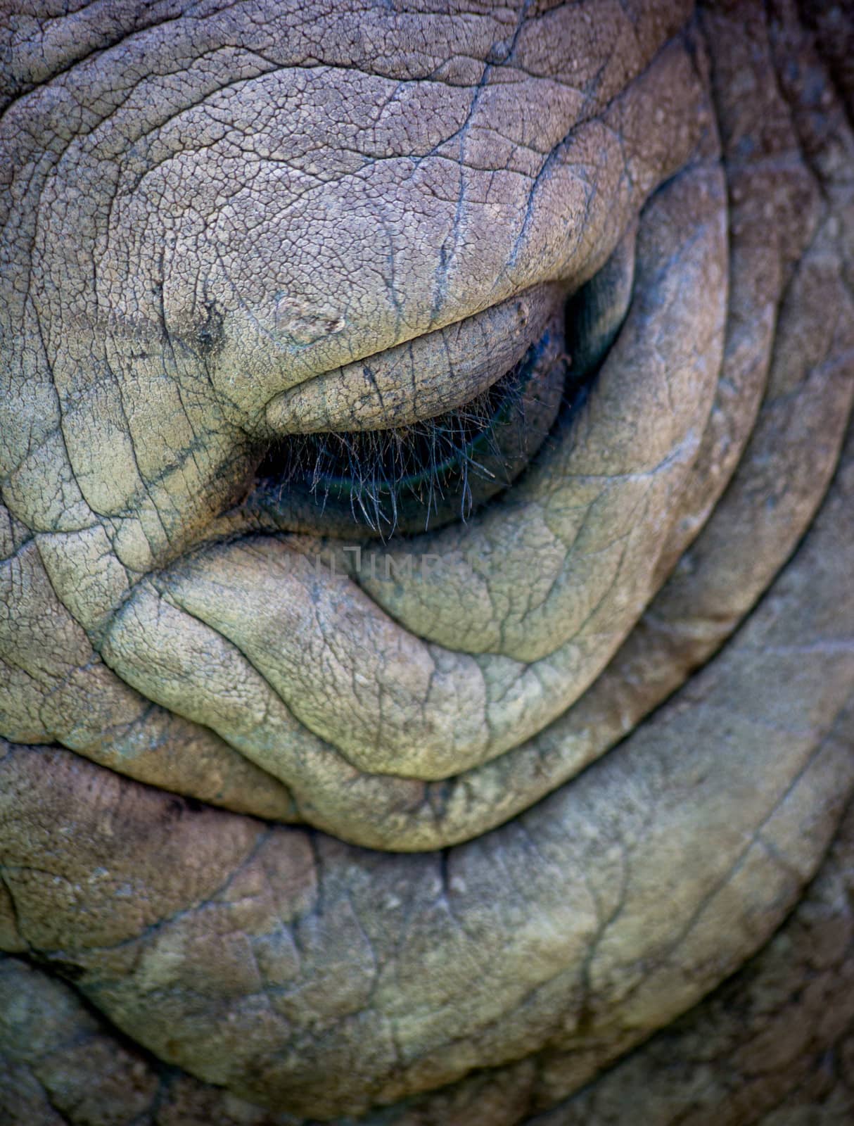rhino eye by marco_govel