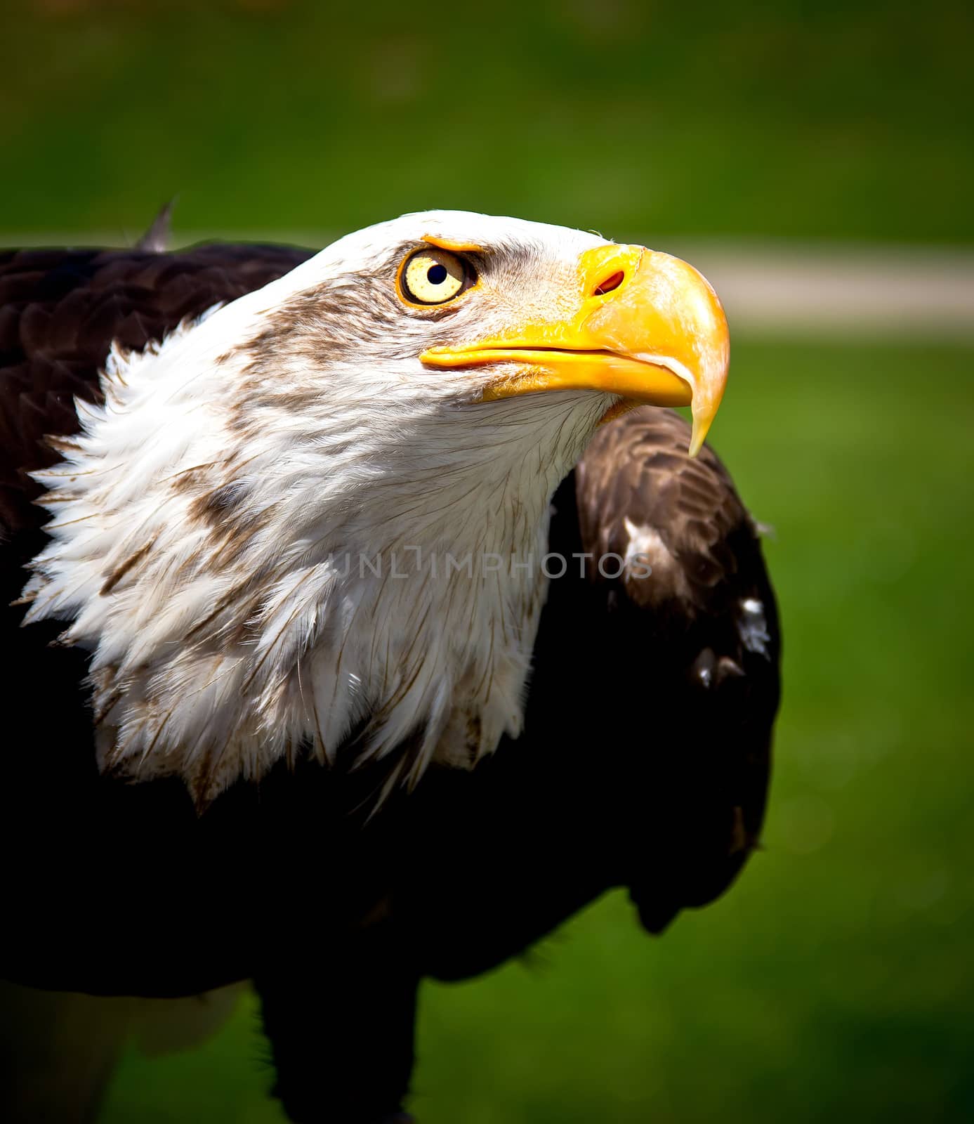 bald eagle by marco_govel